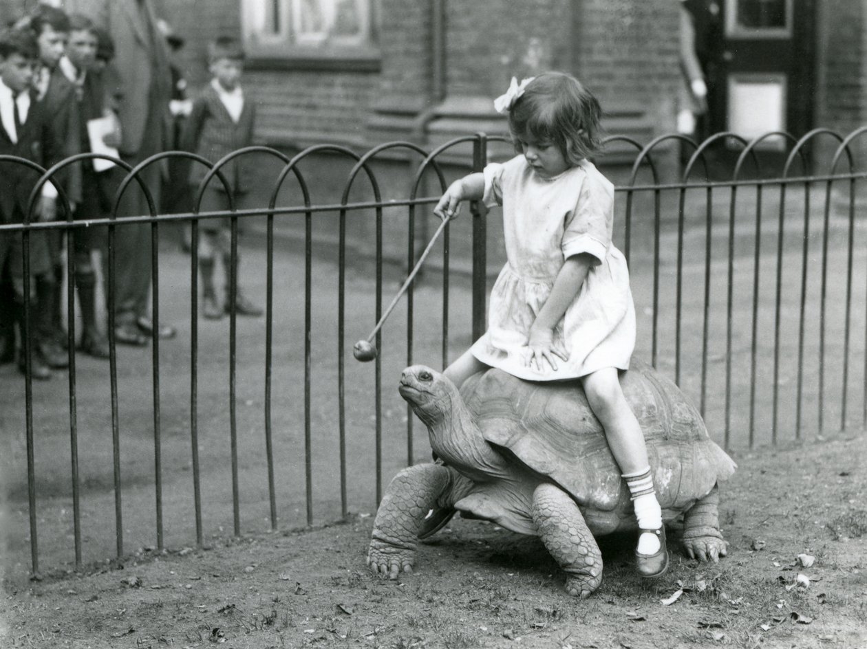 Egy kicsi lány, Betty, egy botot tart, melynek végén alma, hogy vezesse az óriásteknőst, amin lovagol, Londoni Állatkert, 1924 alkotó: Frederick William Bond
