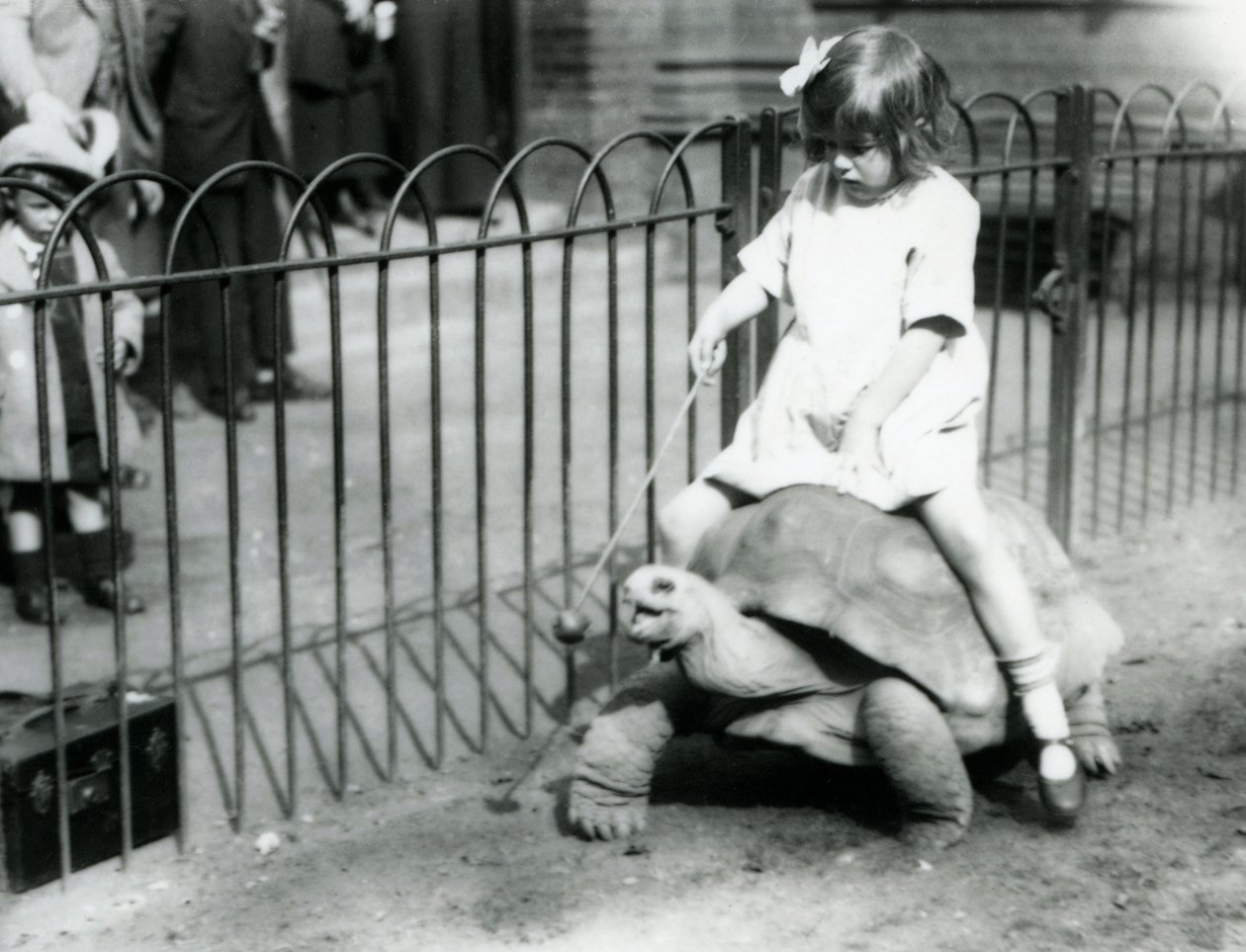 Egy kicsi lány, Betty, egy botot tart, melynek végén alma, hogy vezesse az óriásteknőst, amin lovagol, Londoni Állatkert, 1924 alkotó: Frederick William Bond