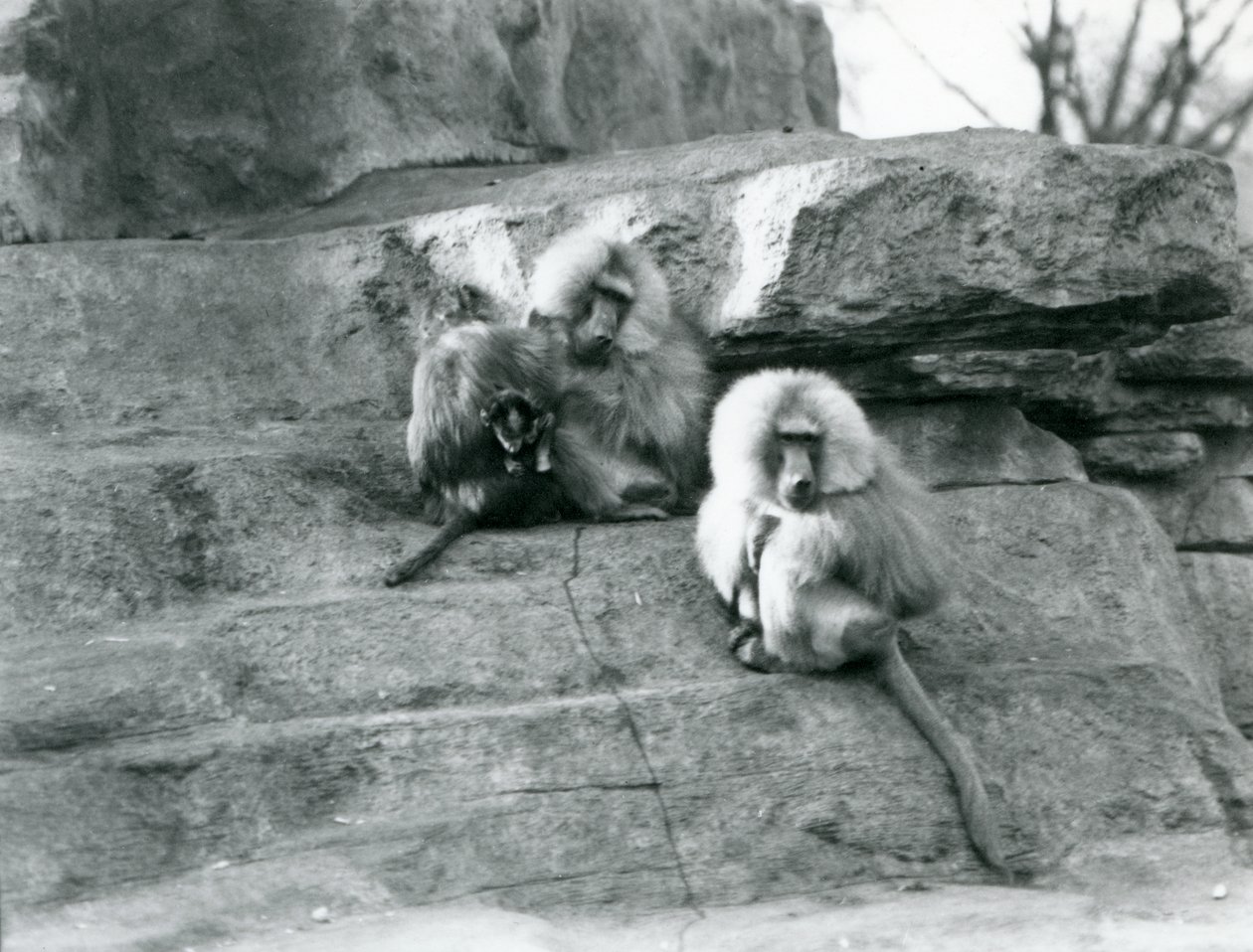 Három felnőtt és egy bébi szent páviánból álló kis csoport a londoni állatkert Monkey Hill sziklái között alkotó: Frederick William Bond