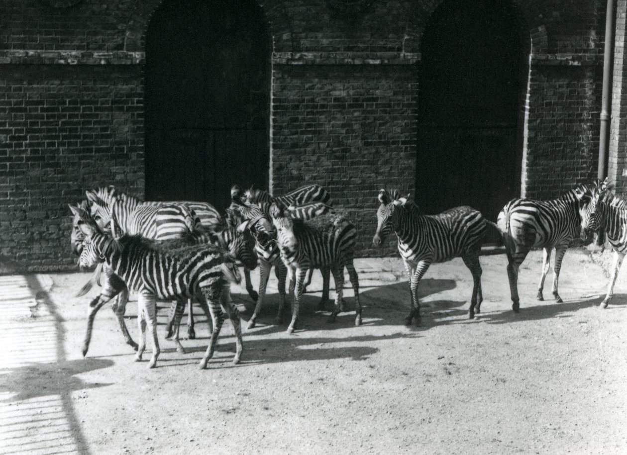 Egy kis Chapmans Zebra csorda a londoni állatkertben 1924-ben alkotó: Frederick William Bond