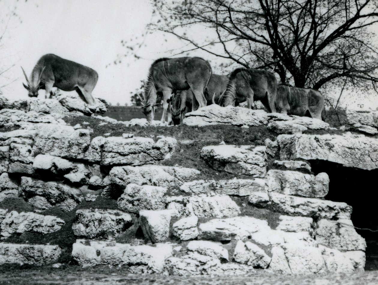 A londoni állatkert ElandAntelope Paddockjában a sziklák között legelésző kis csorda Common Eland 1925 júniusában alkotó: Frederick William Bond