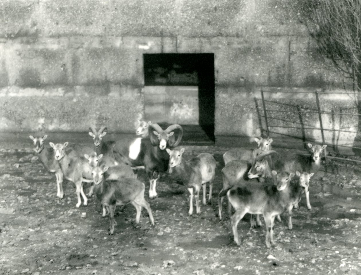 Egy kis mufloncsorda a londoni állatkertben 1926 novemberében alkotó: Frederick William Bond