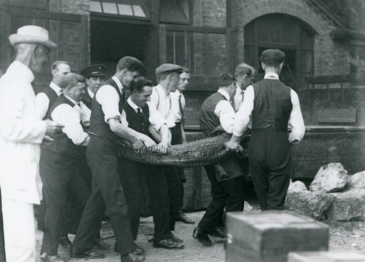 Egy csapat férfi aligátort cipel, akit Sir Peter Chalmers Mitchell vigyázott a Londoni Állatkertben, 1924 alkotó: Frederick William Bond