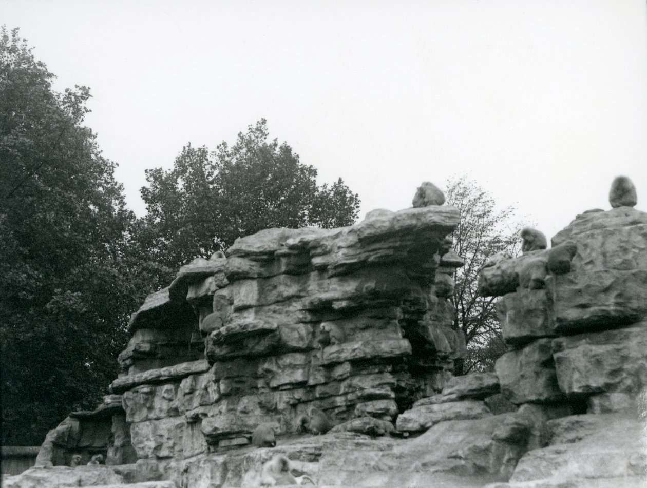 Egy csapat szent pávián a londoni állatkert „Monkey Hill” sziklái között alkotó: Frederick William Bond