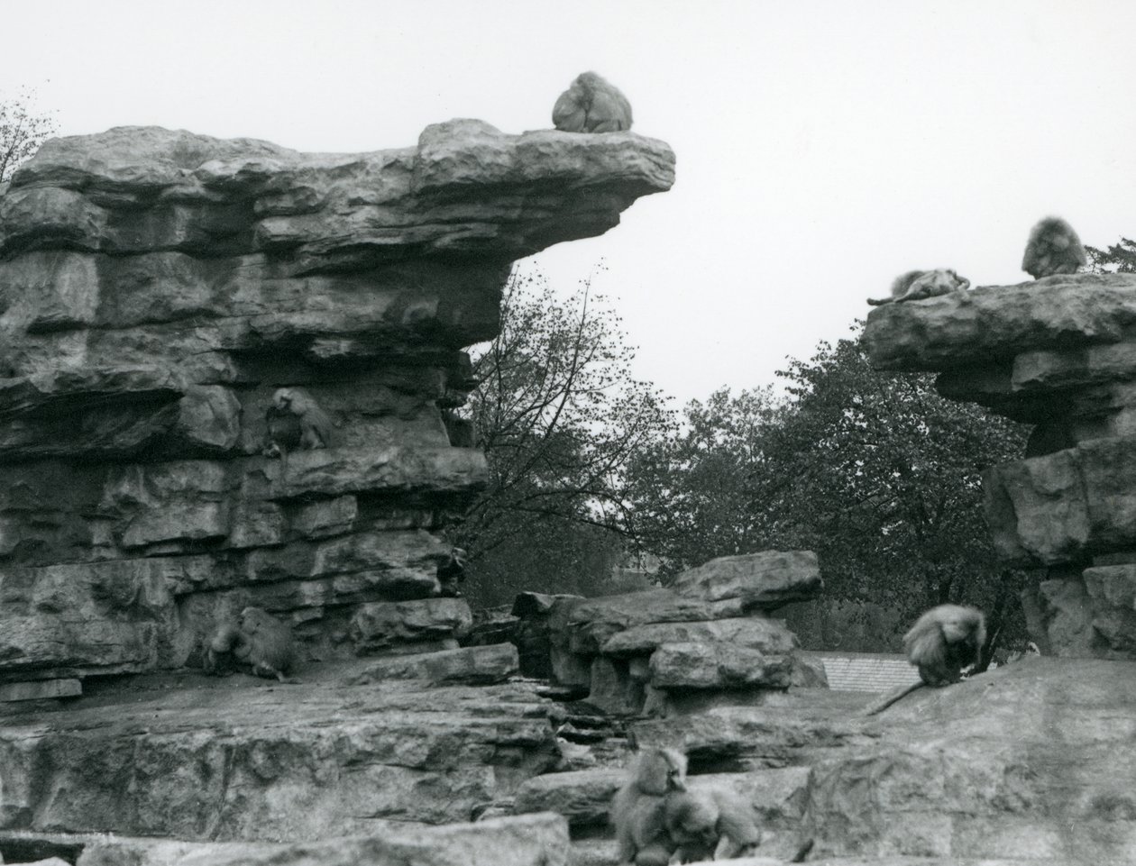 Egy csapat szent pávián a londoni állatkert „Monkey Hill” sziklái között alkotó: Frederick William Bond