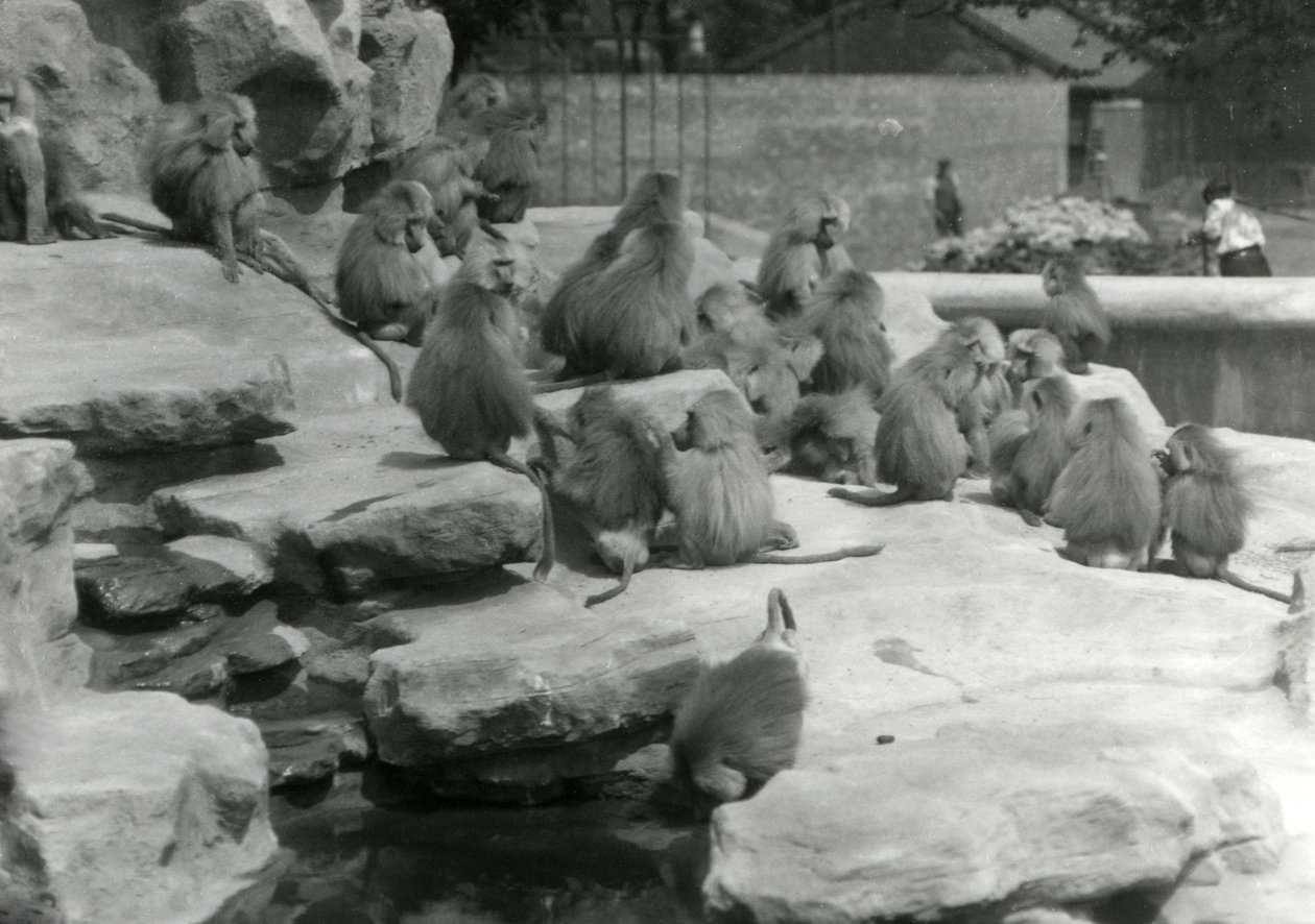 Egy csapat szent pávián, köztük egy iszik egy medencéből, a londoni állatkert „Monkey Hill” sziklái között alkotó: Frederick William Bond
