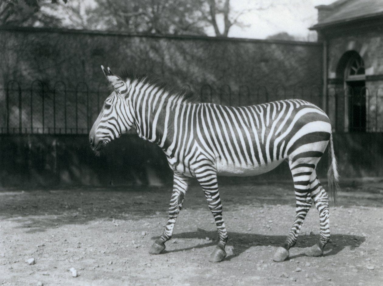 Egy sebezhető Hartman zebra a londoni állatkert karámjában áll alkotó: Frederick William Bond