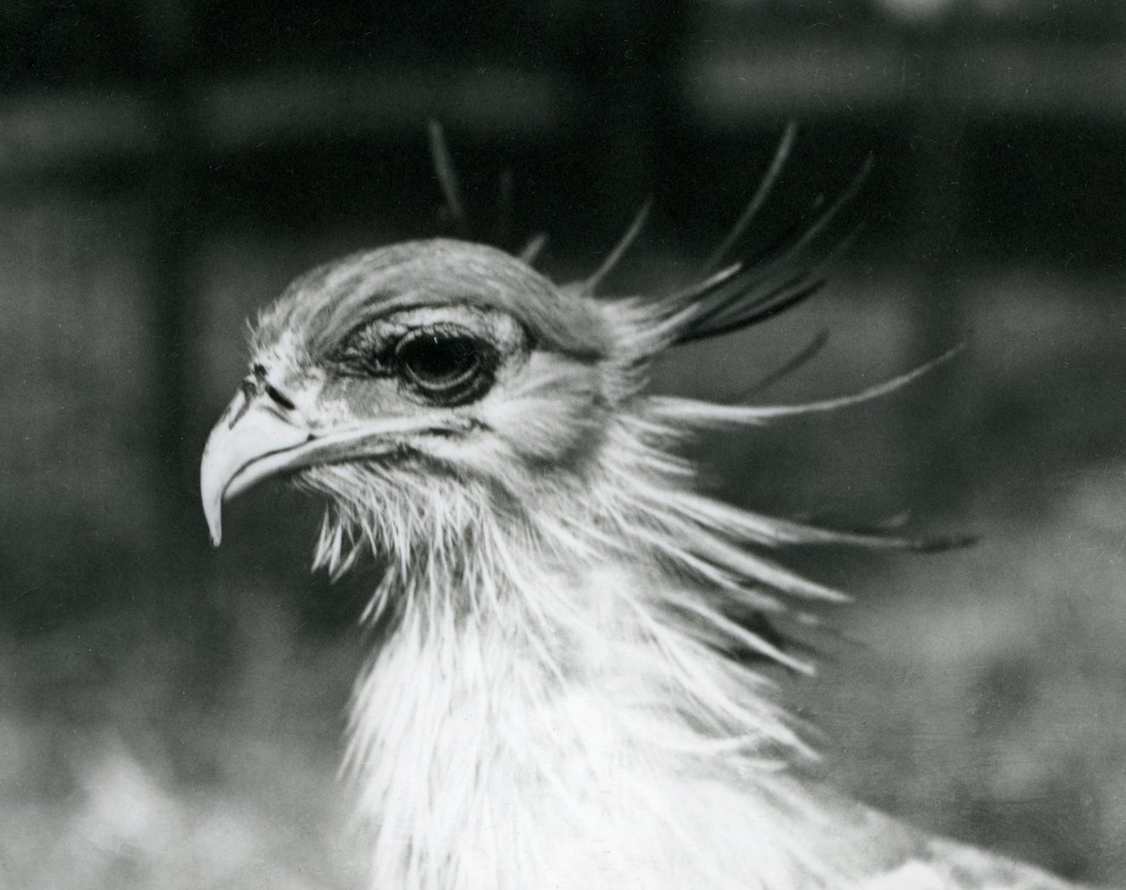 Egy sebezhető Secretary Bird vagy Secretary Bird a londoni állatkertben 1928-ban (f/w fotó) alkotó: Frederick William Bond