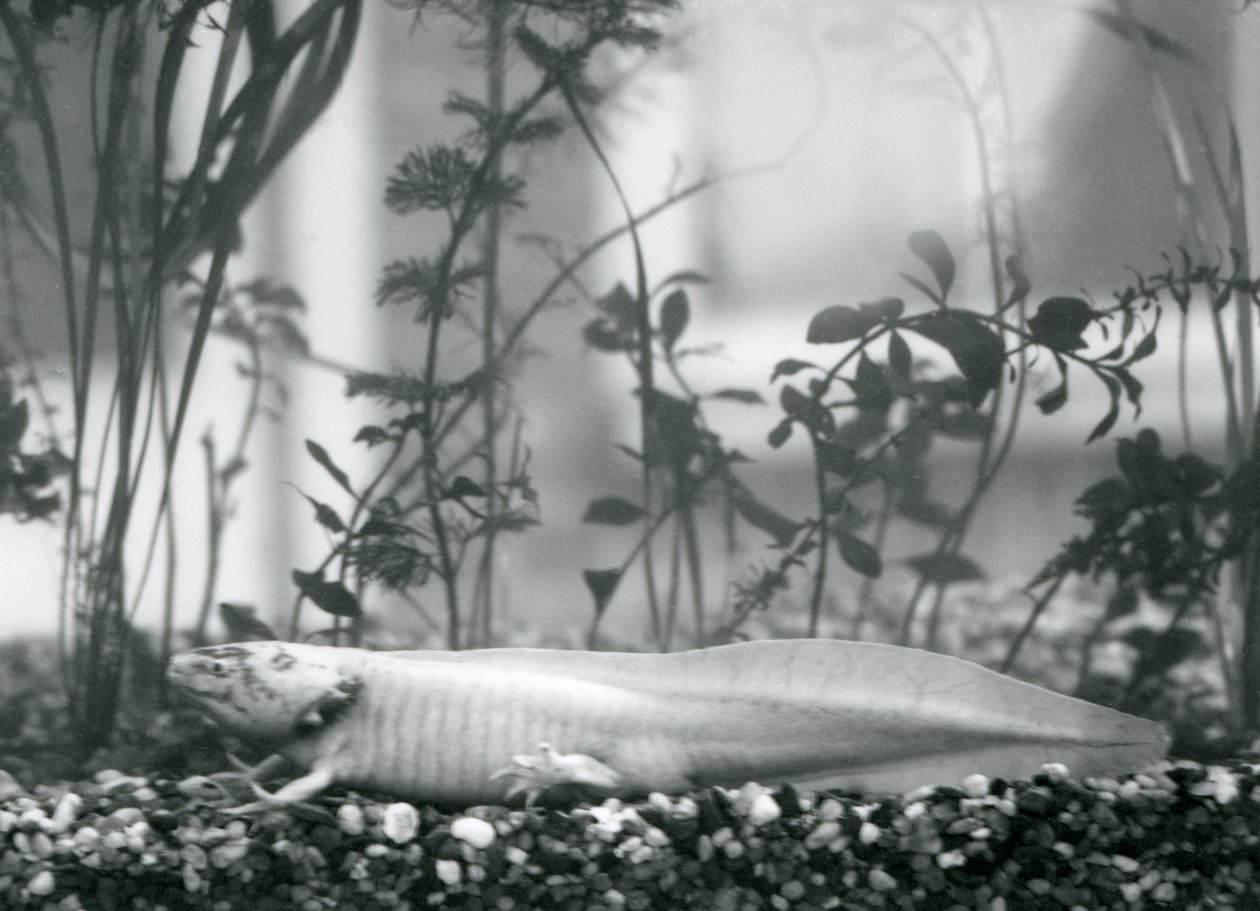 Egy fehér Axolotl/mexikói szalamandra kavicson nyugszik egy tartály padlóján a londoni állatkertben 1928-ban (f/w fotó) alkotó: Frederick William Bond