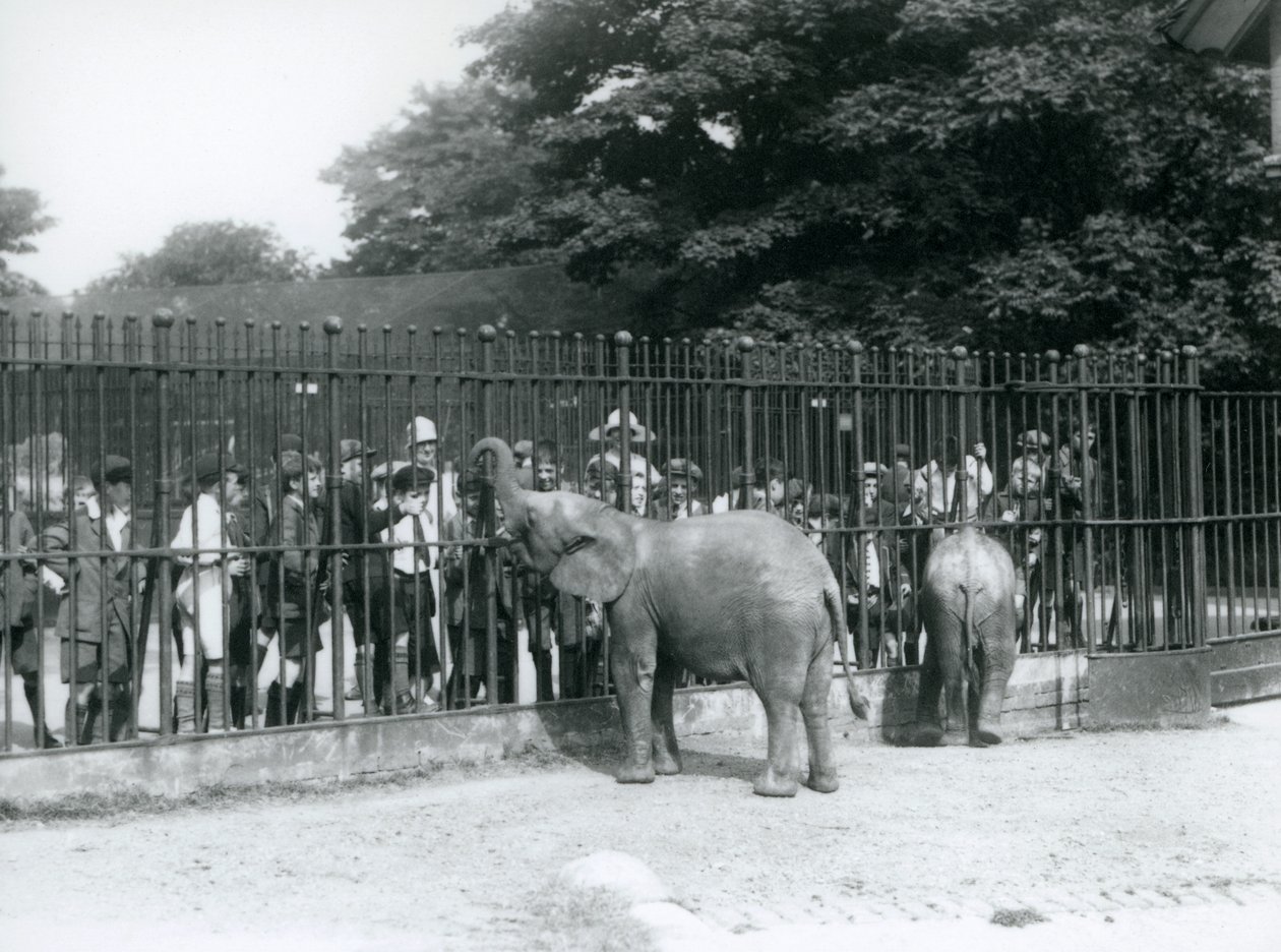Egy fiatal afrikai elefánt és törpe afrikai elefánt kölcsönhatásba lép egy nagy csoport gyerekkel karámjuk korlátjain keresztül, a Londoni Állatkertben, 1926 alkotó: Frederick William Bond