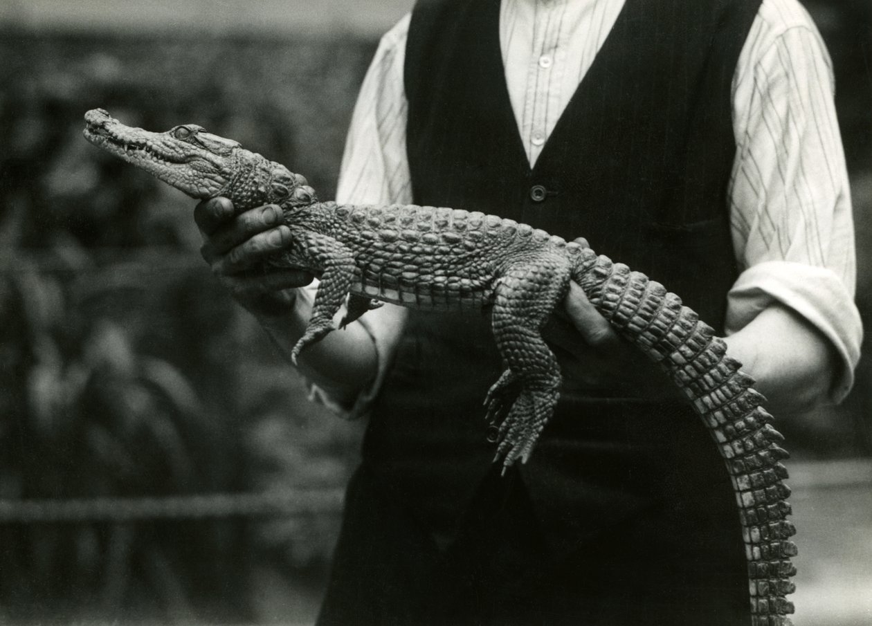 Egy fiatal amerikai aligátor, akit tartója, a Londoni Állatkert tartott, 1924 alkotó: Frederick William Bond