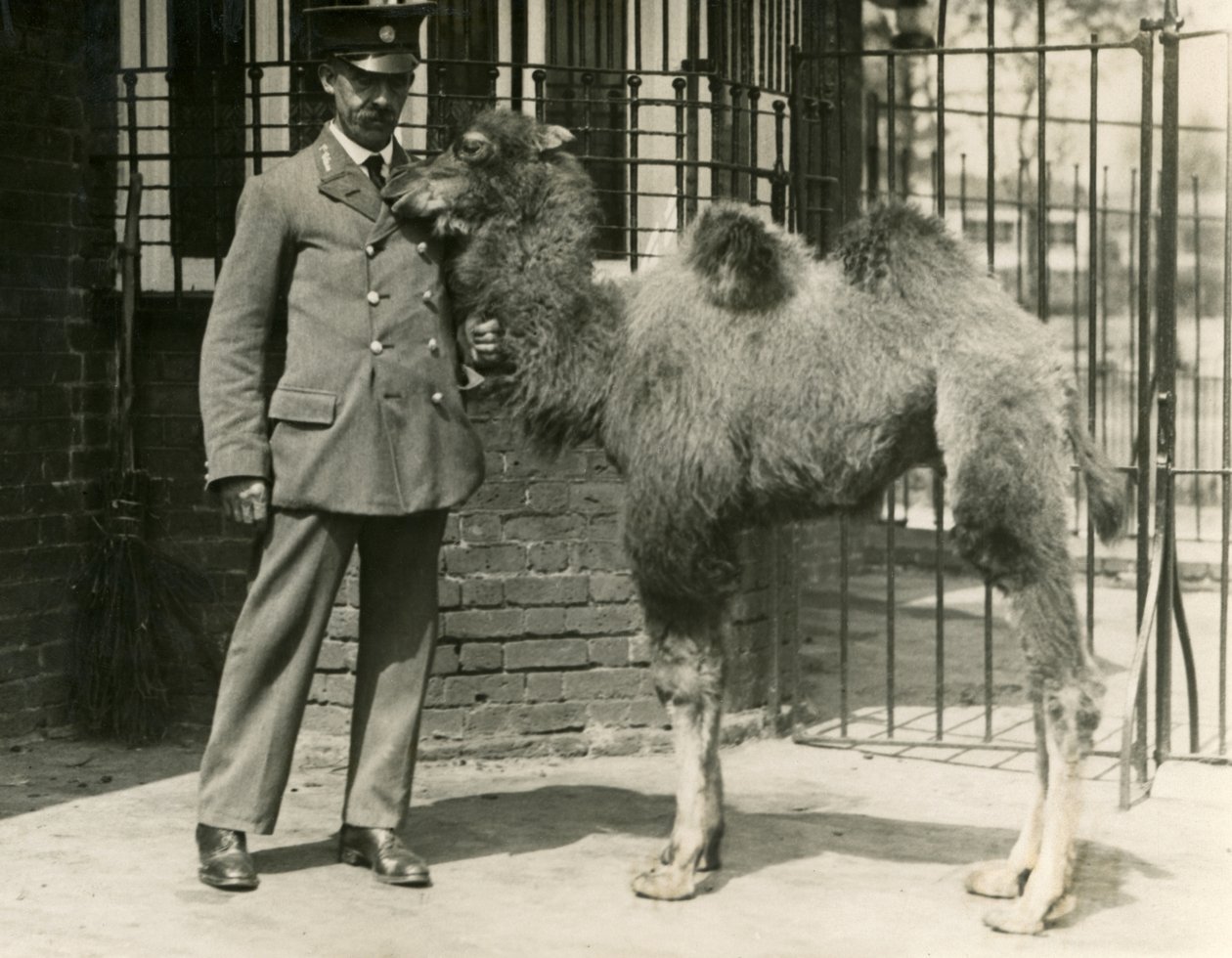 Egy fiatal baktriai teve, amely a menazsériában született, gazdájával, a Londoni Állatkerttel alkotó: Frederick William Bond