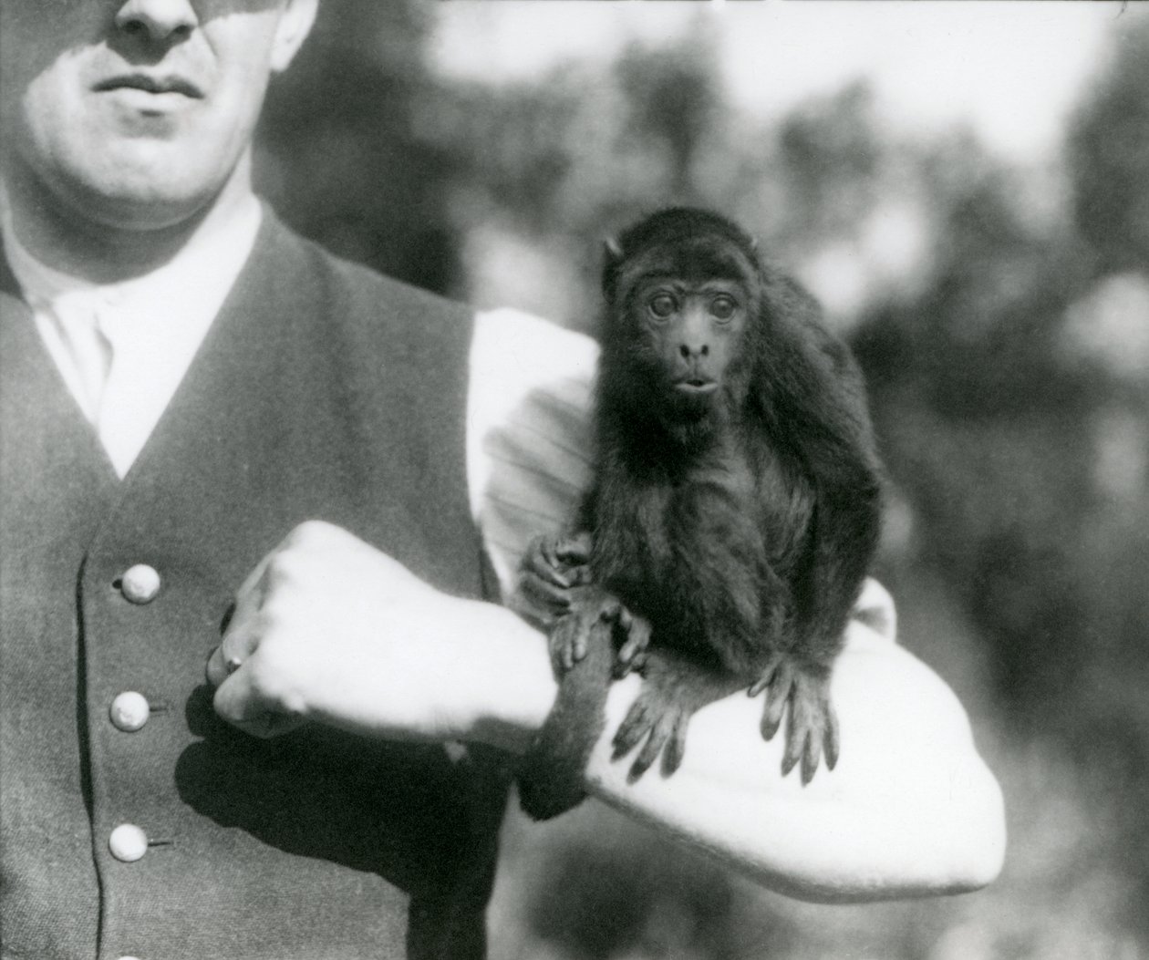 Egy fiatal fekete üvöltő majom ül egy férfi karján, szorító farkával a csuklója köré fonódik, Londoni Állatkert, 1923 (bw fotó) alkotó: Frederick William Bond