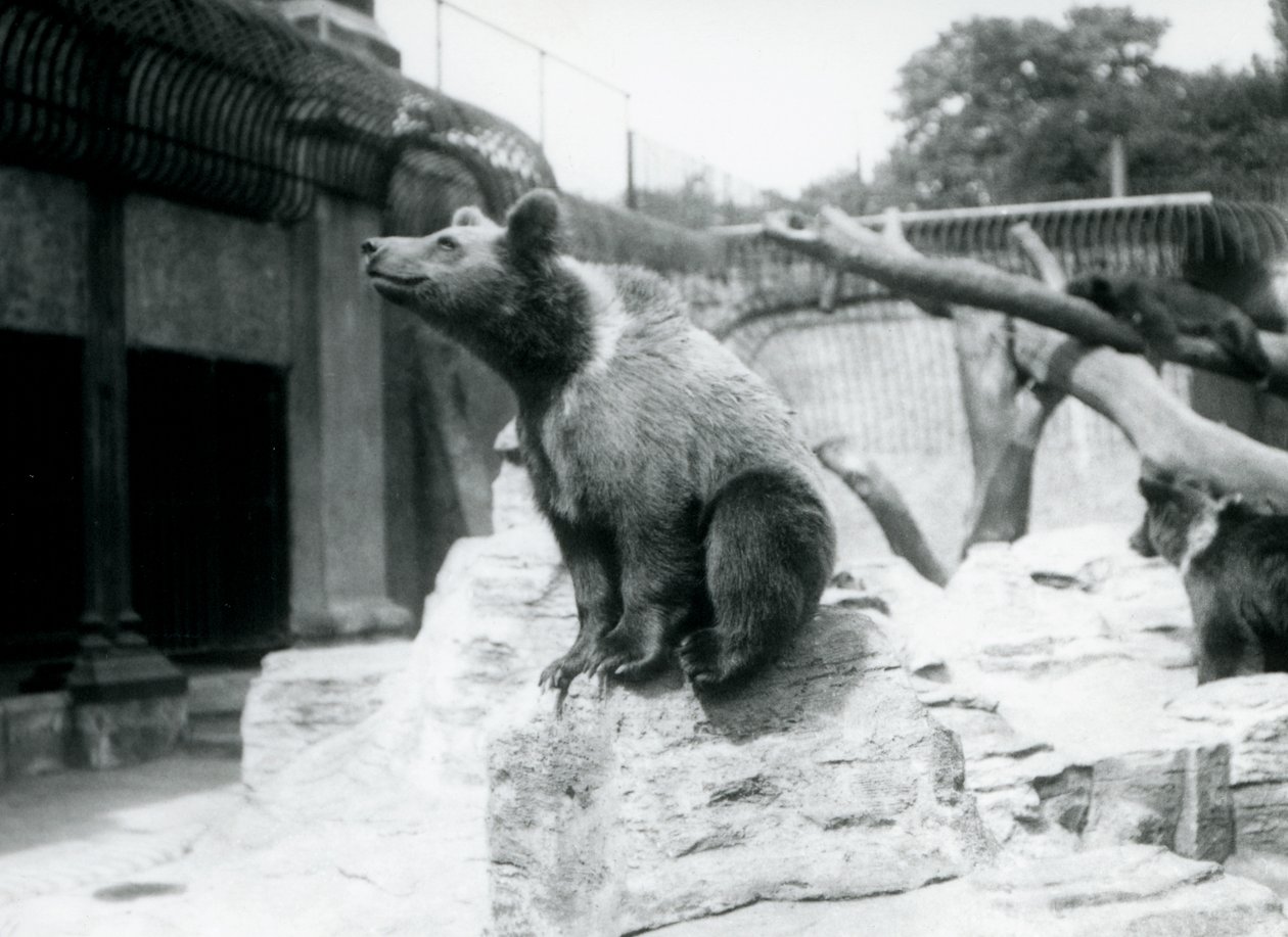 Egy fiatal barnamedve ül egy sziklán az előtérben, egy másik sétál mögötte, a harmadik pedig egy ágon alszik, Londoni Állatkert, 1913. augusztus alkotó: Frederick William Bond