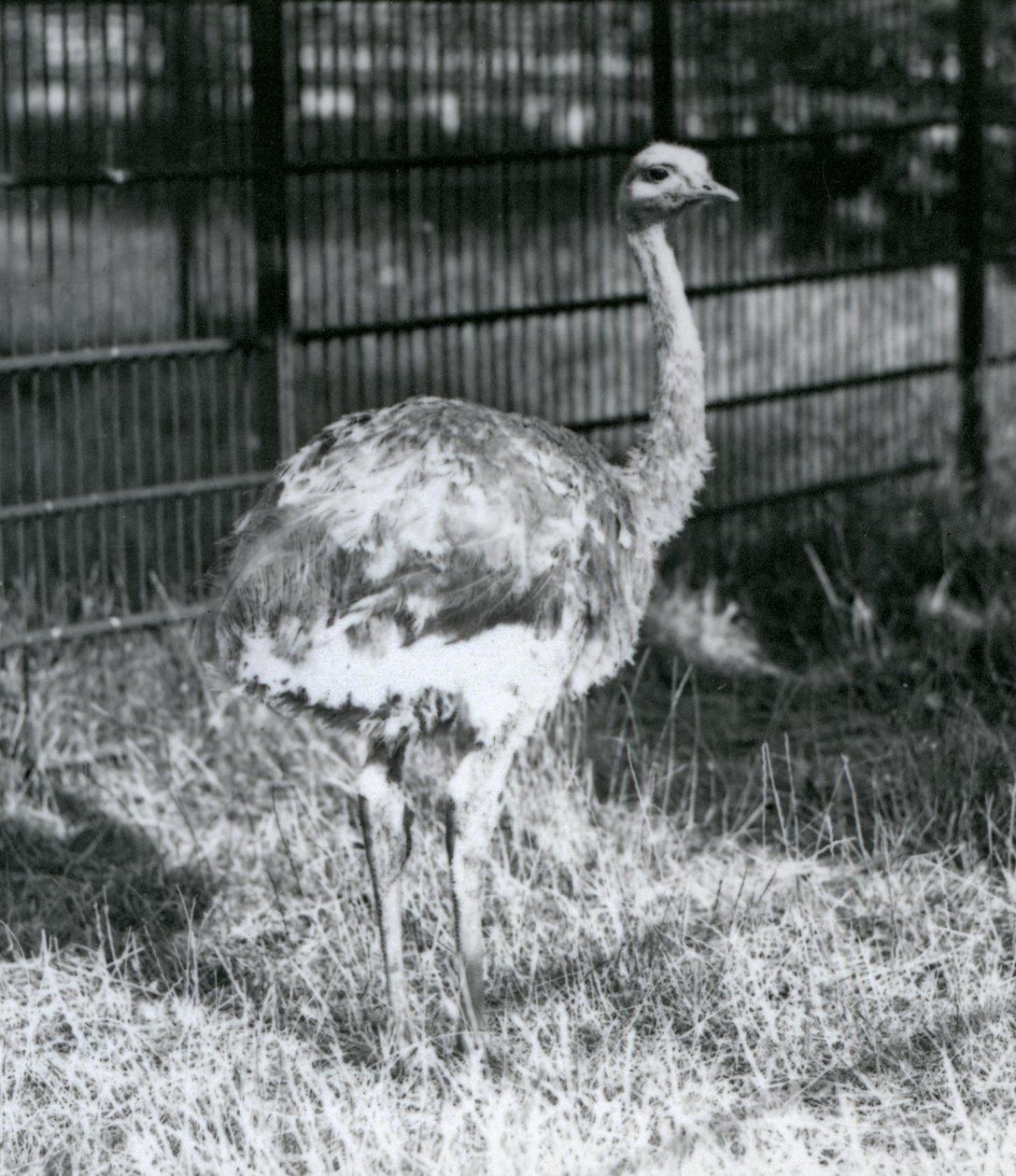Egy fiatal Darwin/Lesser Rhea füvön áll, a londoni állatkert kerítése mellett alkotó: Frederick William Bond