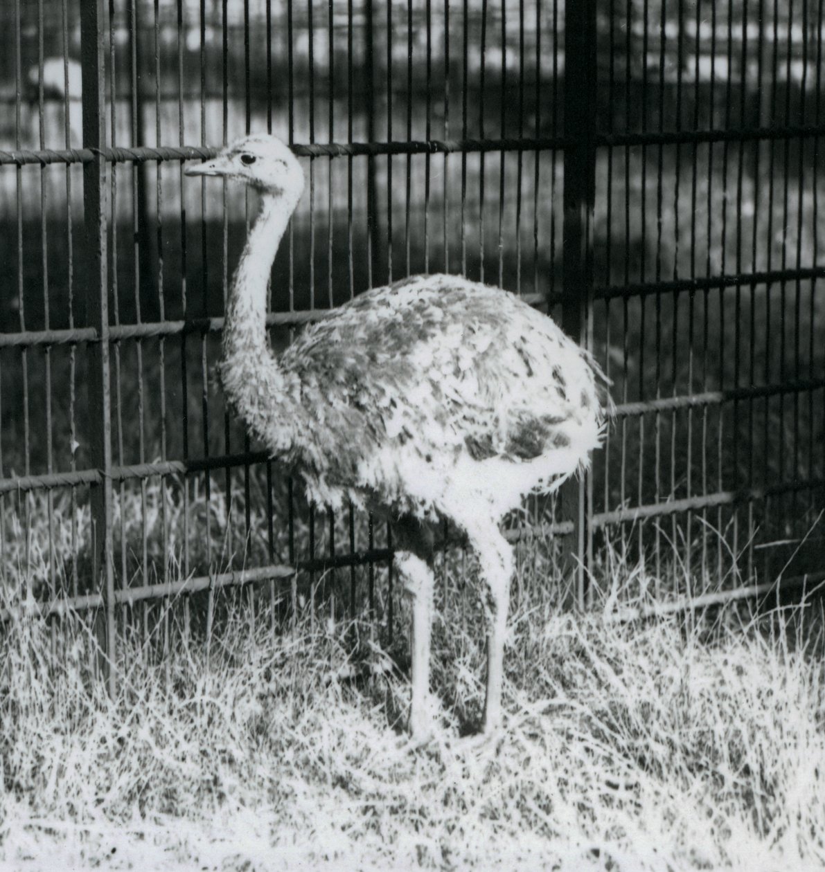 Egy fiatal Darwin/Lesser Rhea füvön áll, a londoni állatkert kerítése mellett alkotó: Frederick William Bond