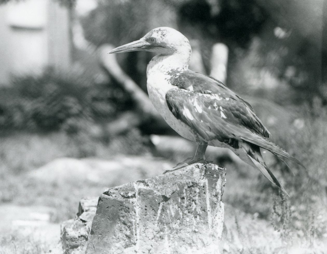Egy fiatal Gannet egy fatönkön áll a londoni állatkertben 1929-ben (f/w fotó) alkotó: Frederick William Bond