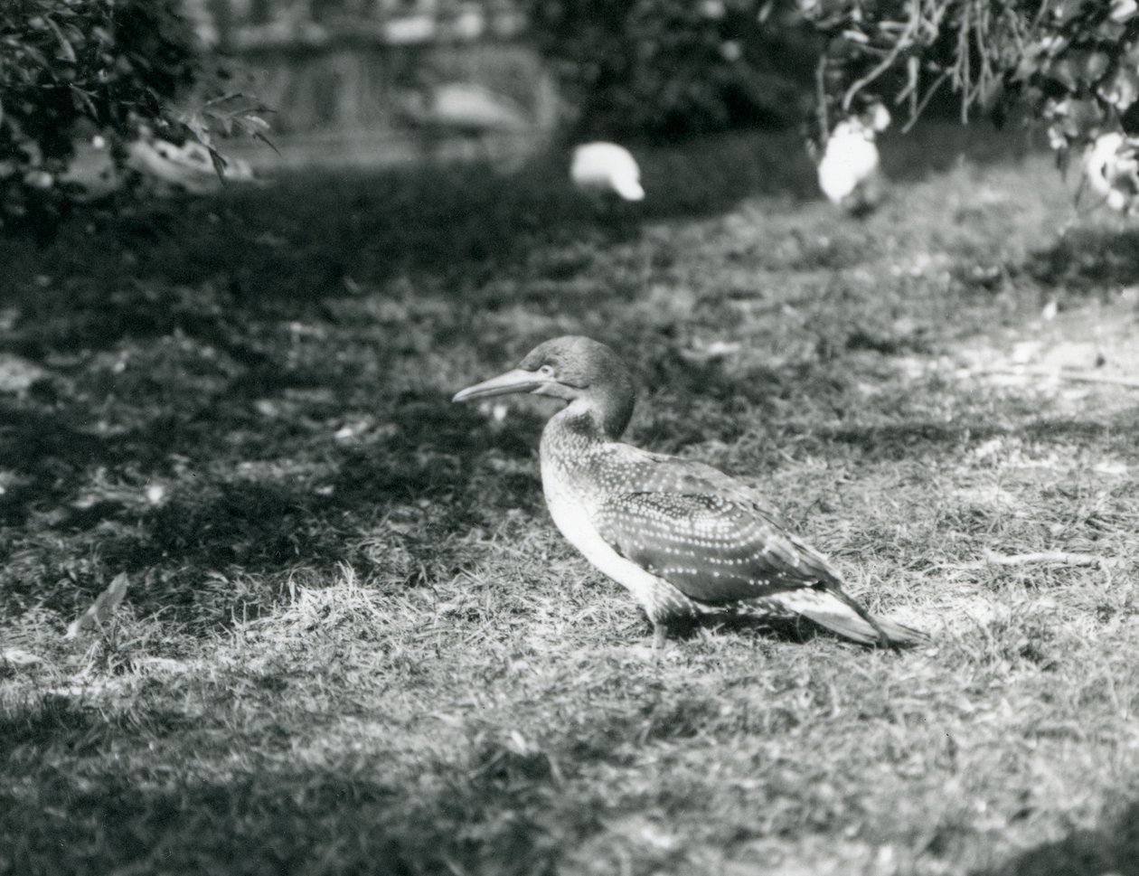 Egy fiatal Gannet a füvön állt a londoni állatkertben 1927 szeptemberében alkotó: Frederick William Bond