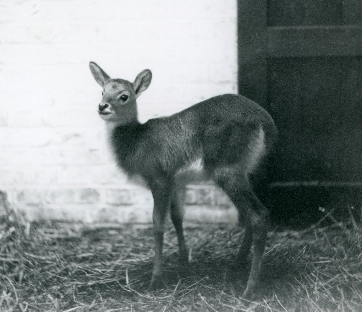 Egy fiatal Lechwe szénán áll a Londoni Állatkertben, 1926. január alkotó: Frederick William Bond
