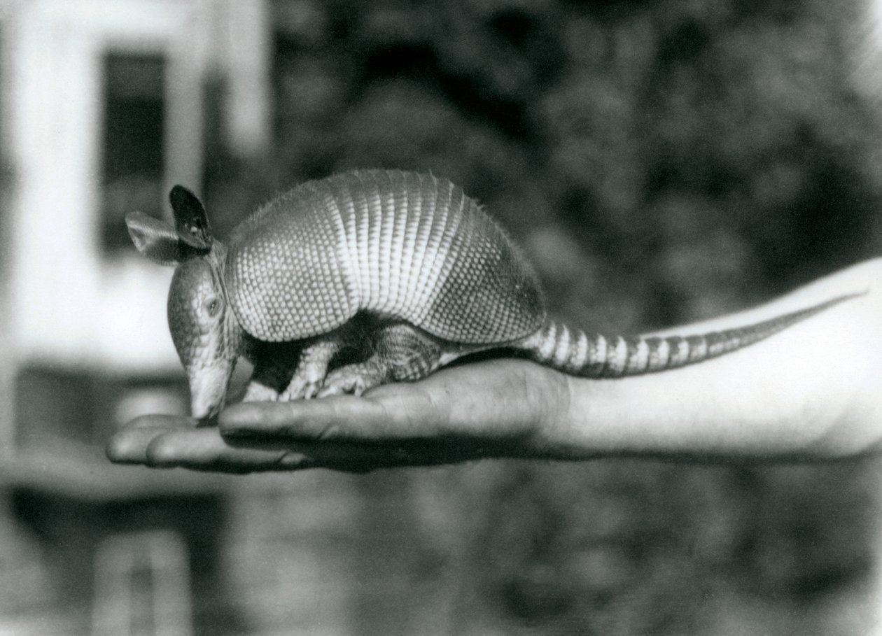 Fiatal kilencsávos tatu vagy kilencsávos hosszúorrú tatu, aki nyitott tenyerén nyugszik, Londoni Állatkert, 1926. augusztus alkotó: Frederick William Bond