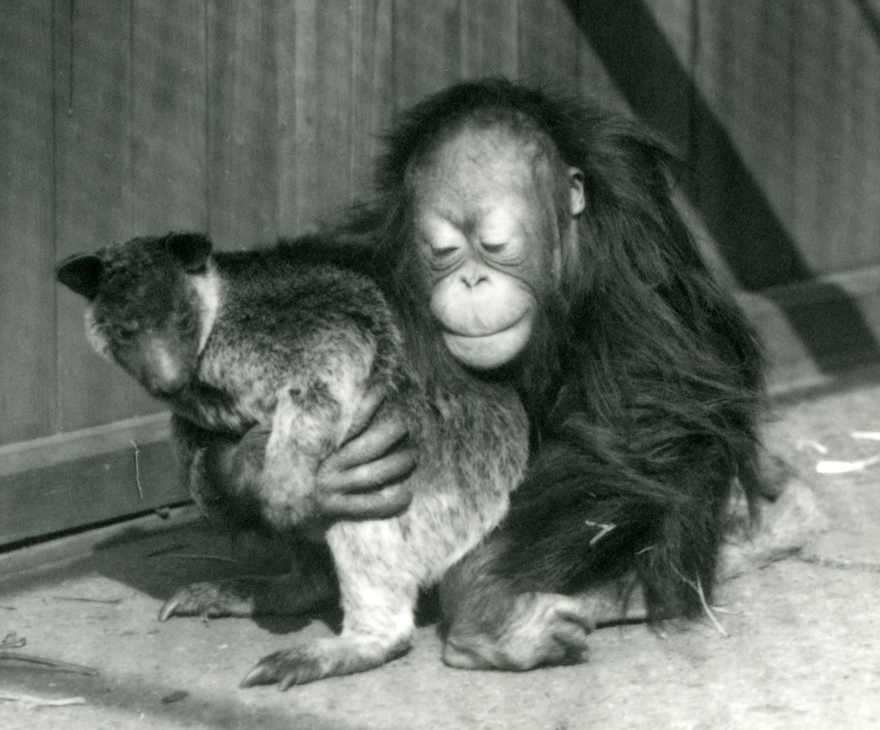 Egy fiatal orangután megölel egy kengurut a londoni állatkertben 1927-ben alkotó: Frederick William Bond
