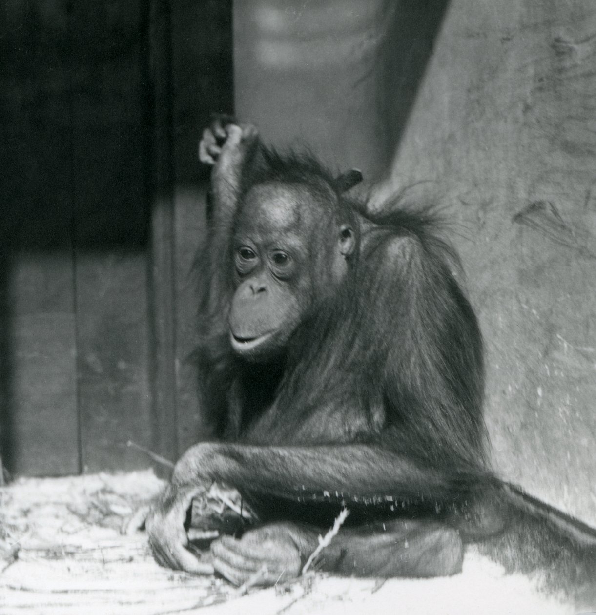 Egy fiatal orangután a londoni állatkert kikertjében ül, 1925 októberében alkotó: Frederick William Bond