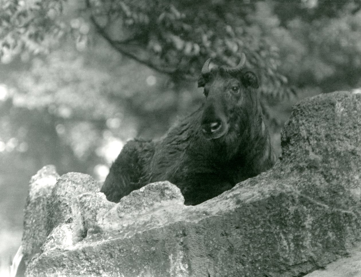 Egy fiatal Takin, más néven szarvasmarha zerge vagy Gnu kecske, egy sziklán pihen, Londoni Állatkert, 1924. június alkotó: Frederick William Bond