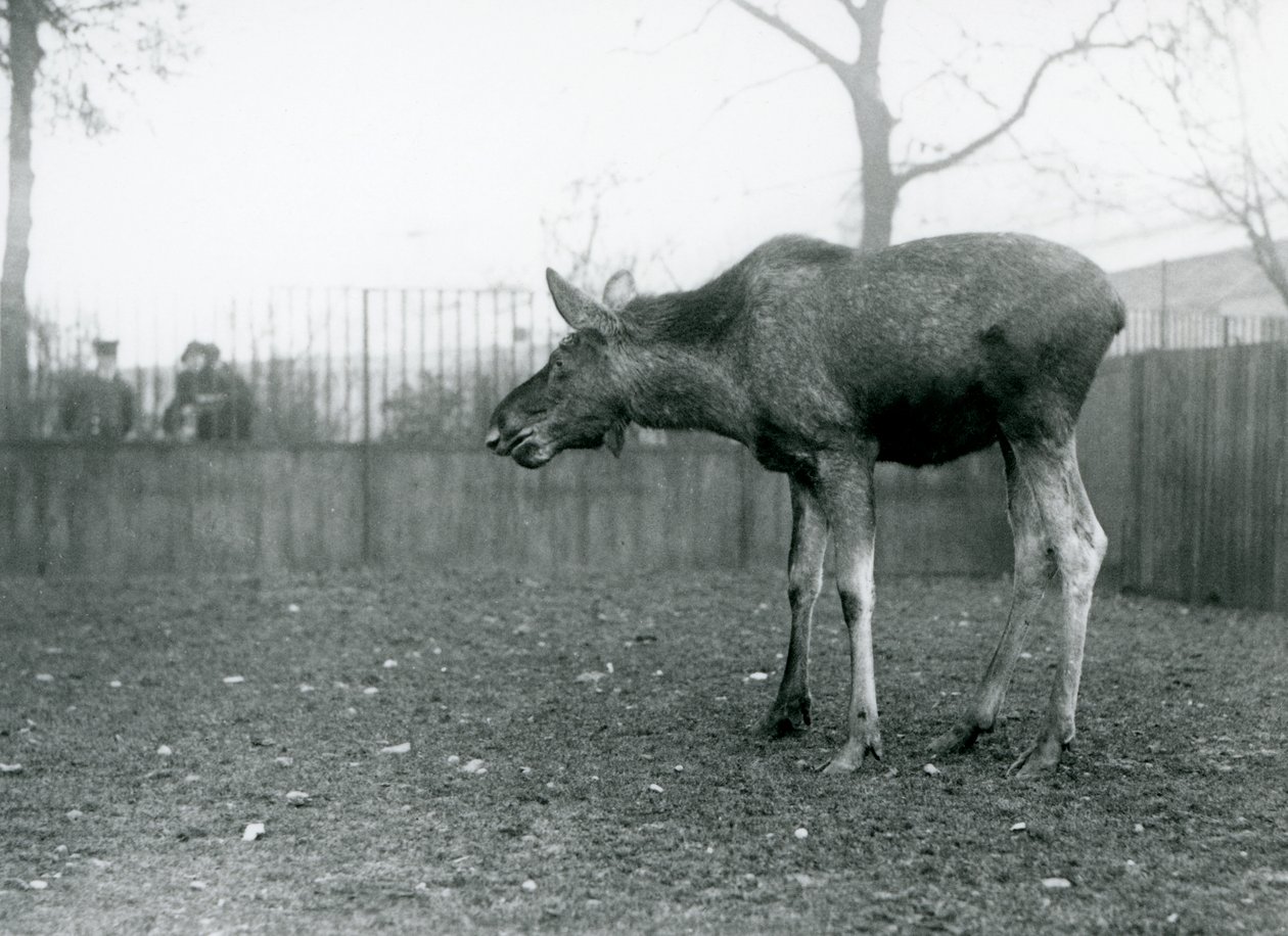 Egy fiatal jávorszarvas/jávorszarvas bika, a közelmúltban kihullott agancsok sebeivel a londoni állatkert karámjában áll (f/w fotó) alkotó: Frederick William Bond