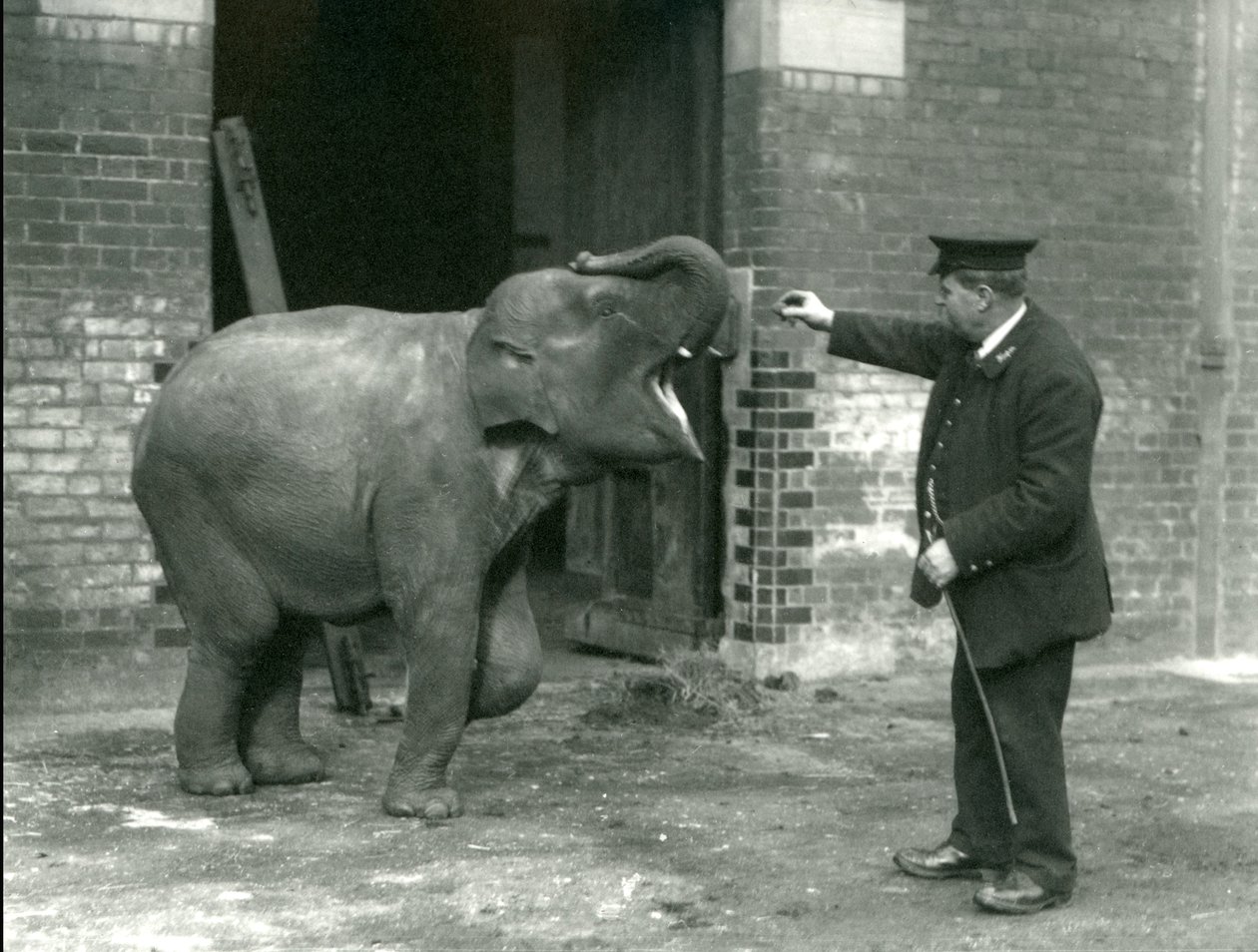 Fiatal nőstény indiai elefánt Keeper H. Robertsonnal, a londoni állatkertben, 1922. február 22. alkotó: Frederick William Bond