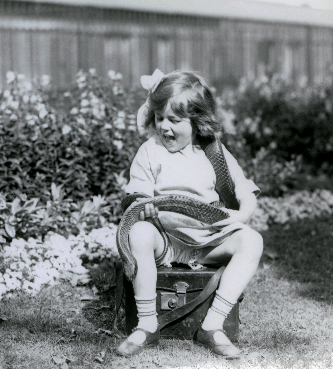 Egy fiatal lány, Betty, kezében egy keleti indigókígyóval, miközben egy bőrládán ül, Londoni Állatkert, 1924 alkotó: Frederick William Bond