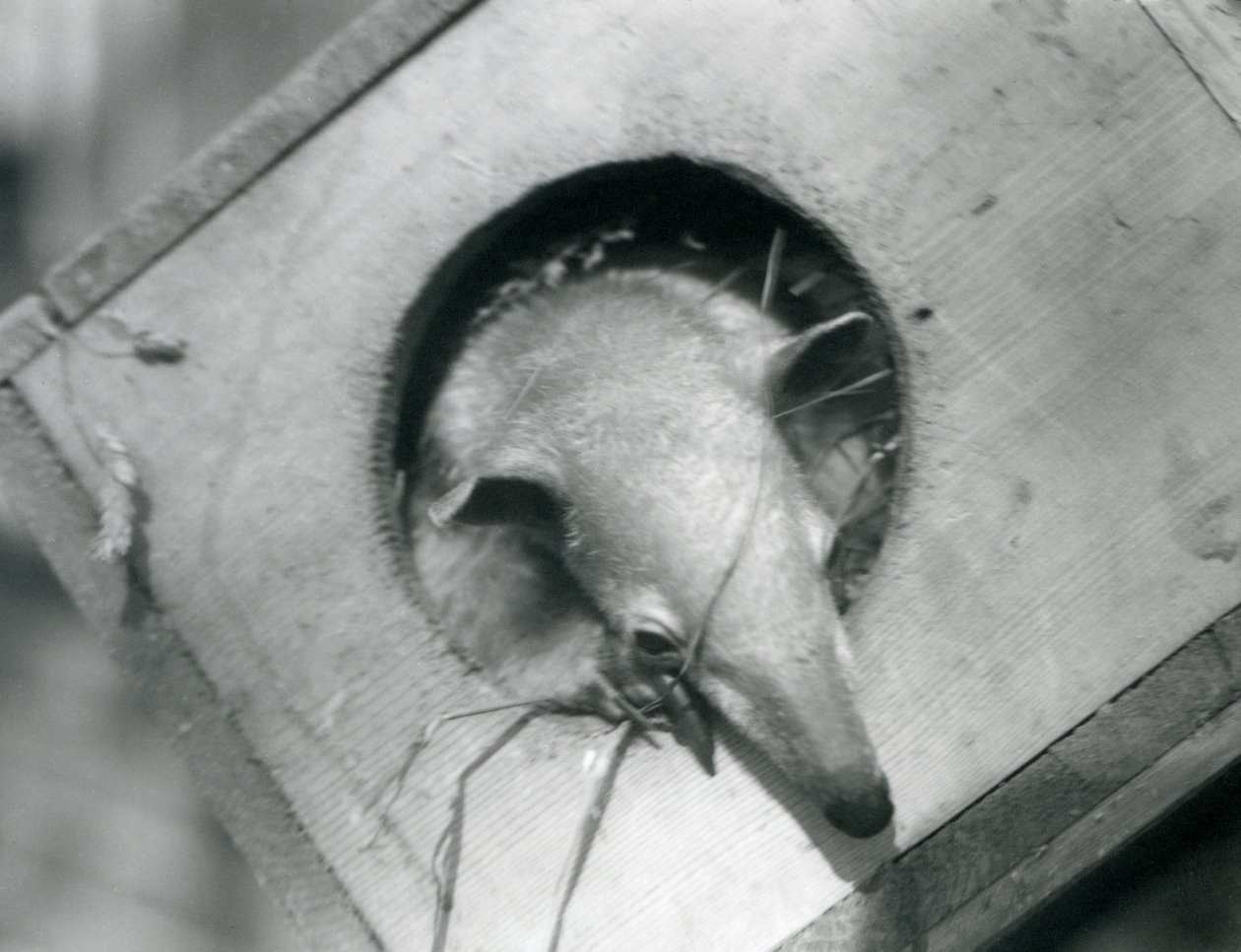 Egy fiatal tamandua kukucskál elő fészkelődobozából, a Londoni Állatkertből, 1925. április alkotó: Frederick William Bond