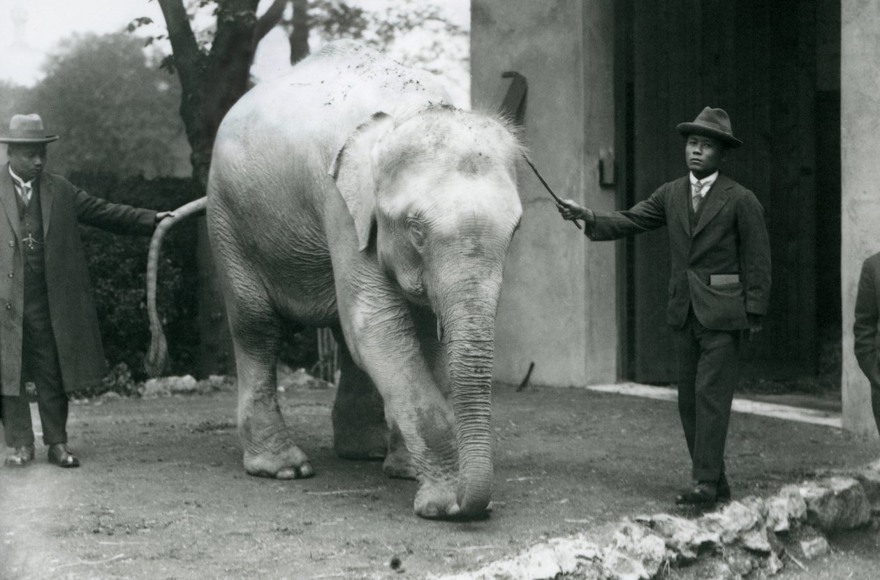 AlbinoWhite burmai elefántpawah kísérőkkel, köztük Dr. Saw Po Minnel, Londoni Állatkert, 1926. május alkotó: Frederick William Bond