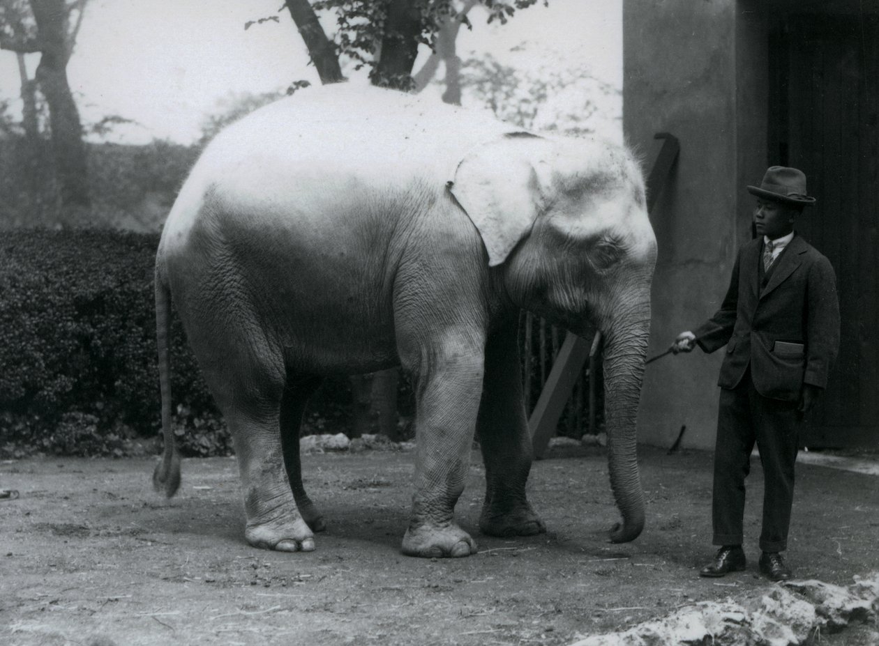 Albino White Elephant Pawah Dr. Saw Po Minute-tal, Londoni Állatkert, 1926. május alkotó: Frederick William Bond