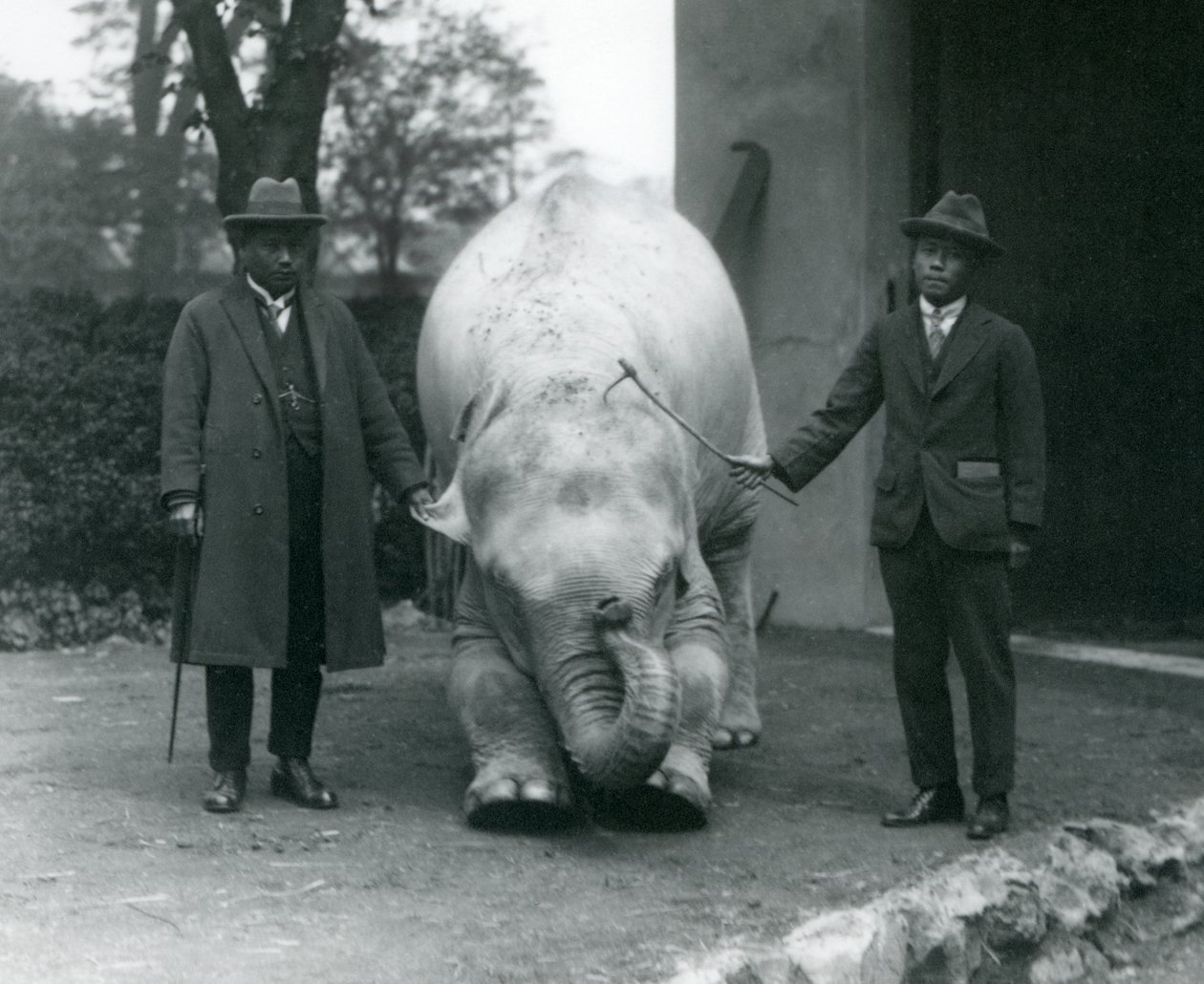 AlbinoWhite Elephant Pawah Dr. Saw Po Minnel és fiával, Londoni Állatkert, 1926. május alkotó: Frederick William Bond