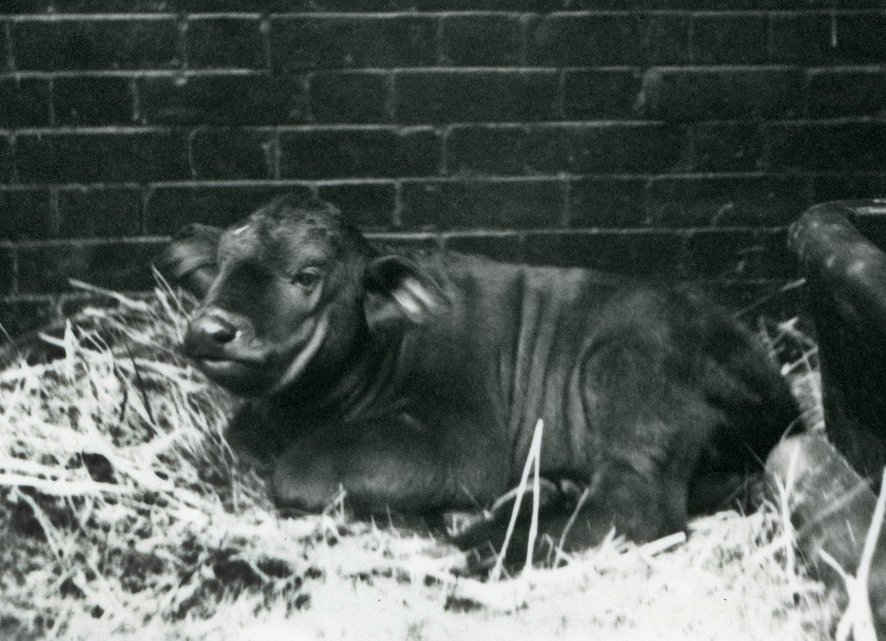 Egy AfricanCape Buffalo borjú, született a menazsériában 1927. február 8-án, szalmában feküdt a londoni állatkertben, 1927. február alkotó: Frederick William Bond