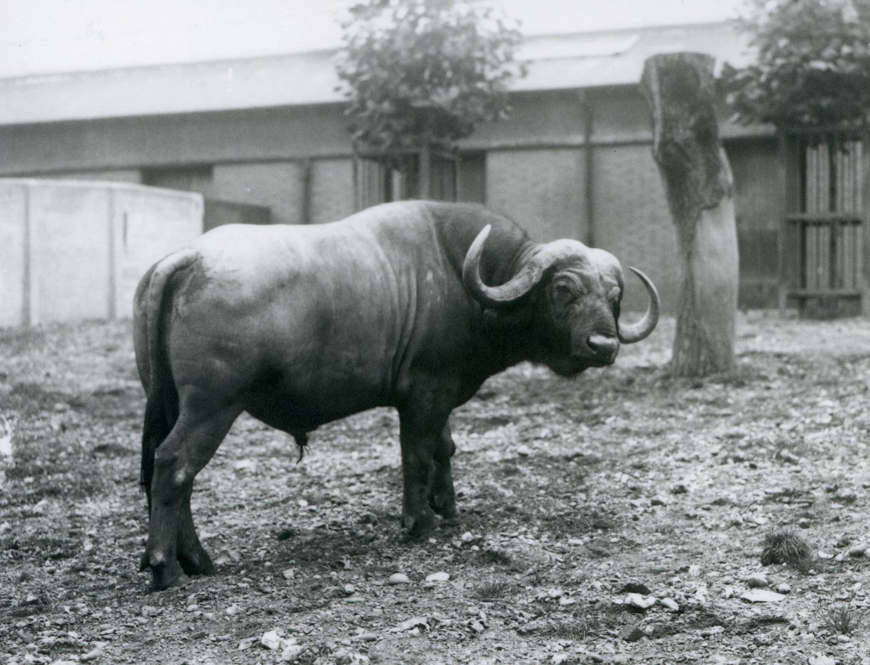 Egy afrikai bivaly vagy Cape Buffalo, aki a karámjában áll a londoni állatkertben, 1927 alkotó: Frederick William Bond