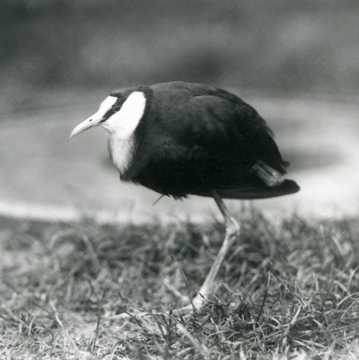 Egy afrikai jacana füvön áll a londoni állatkertben, 1927 augusztusában alkotó: Frederick William Bond