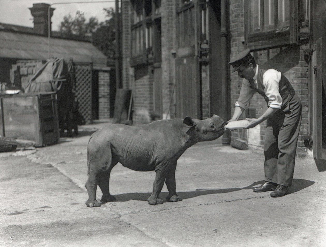Egy afrikai orrszarvú, Kathlene és Harry Warryck állattartó a ZSL Londoni Állatkertben, 1928. szeptember alkotó: Frederick William Bond