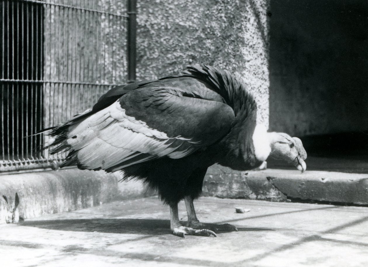 Egy andoki keselyű állt a londoni állatkert kifutójának padlóján 1925 júliusában alkotó: Frederick William Bond