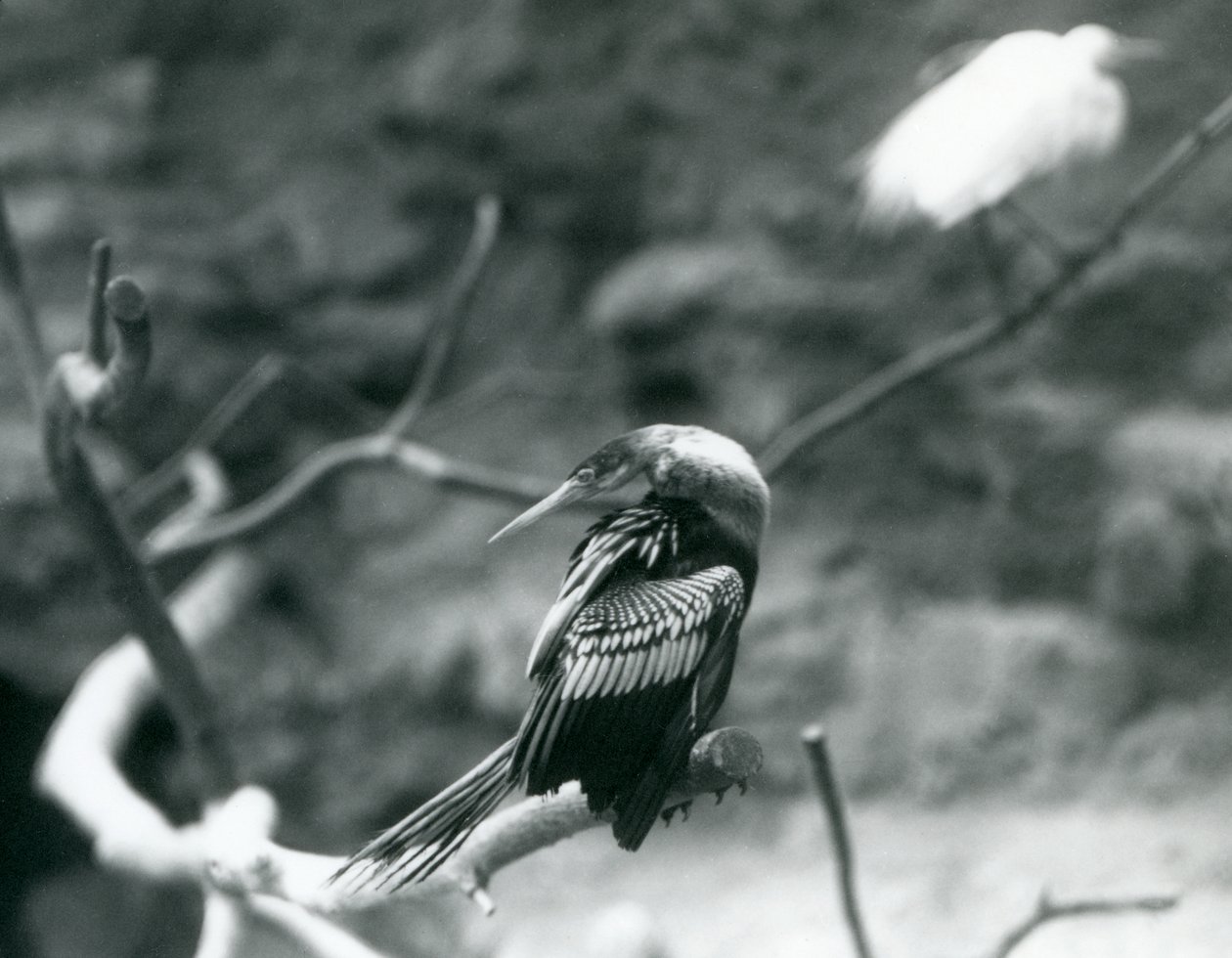 Egy Anhinga amerikai DarterSnakebirdWater Turkey egy ágon ül a londoni állatkertben 1927 szeptemberében alkotó: Frederick William Bond