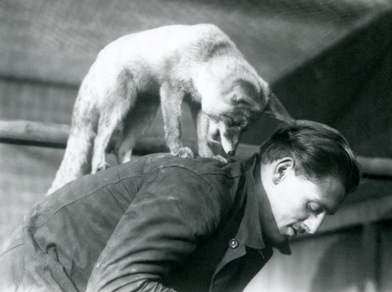 Egy arab vörös róka nézi F. Shelley őrző válla fölött, miközben a hátán áll, miközben lehajol, Londoni Állatkert, 1925 alkotó: Frederick William Bond