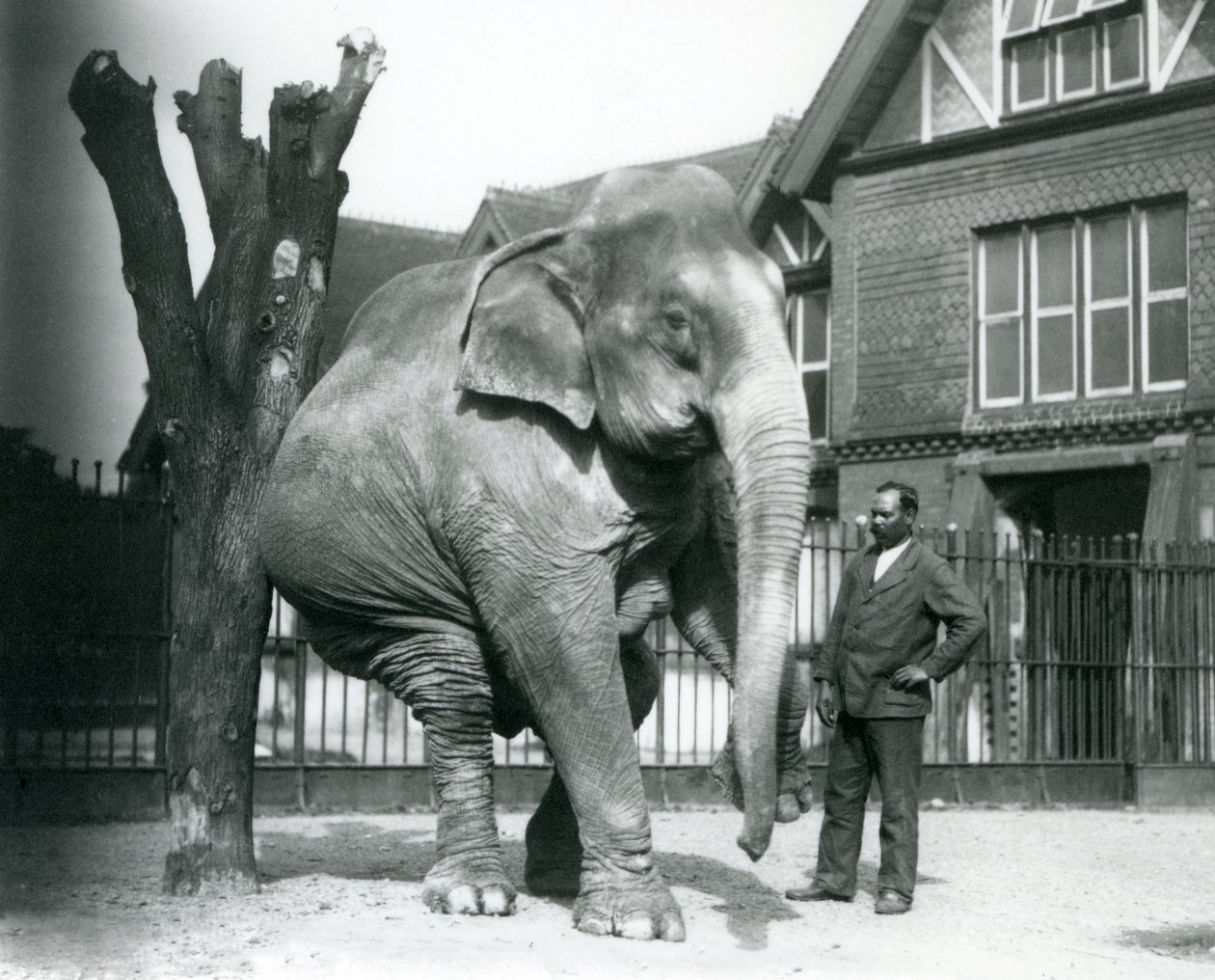 Egy ázsiai elefánt vakarja magát egy halott fához, miközben három lábon egyensúlyoz, trénerével, Syed Alival a Londoni Állatkertben alkotó: Frederick William Bond