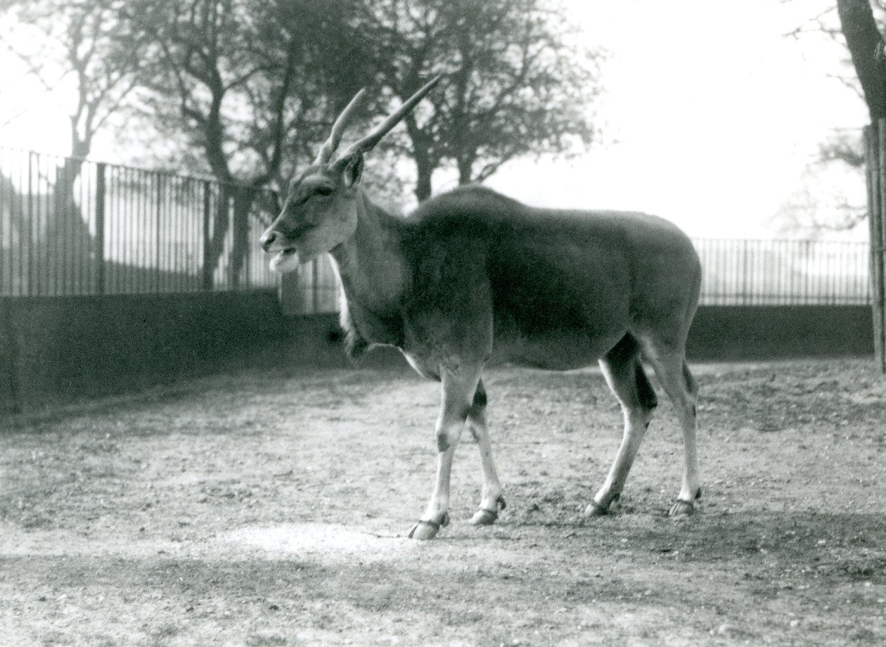 Egy Eland a londoni állatkert karámjában 1925 júniusában alkotó: Frederick William Bond