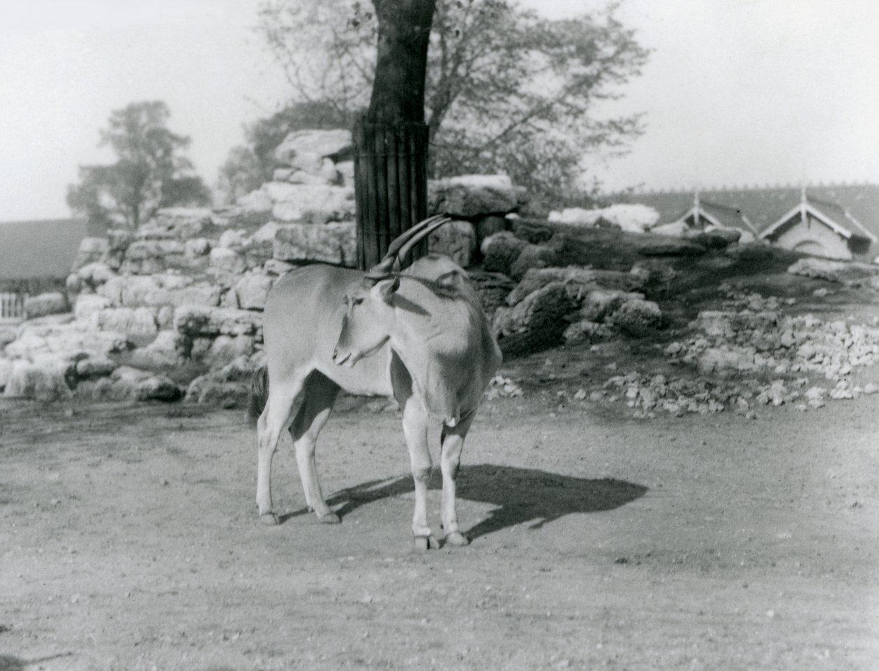 Egy Eland a londoni állatkert karámjában állt 1929-ben (f/w fotó) alkotó: Frederick William Bond