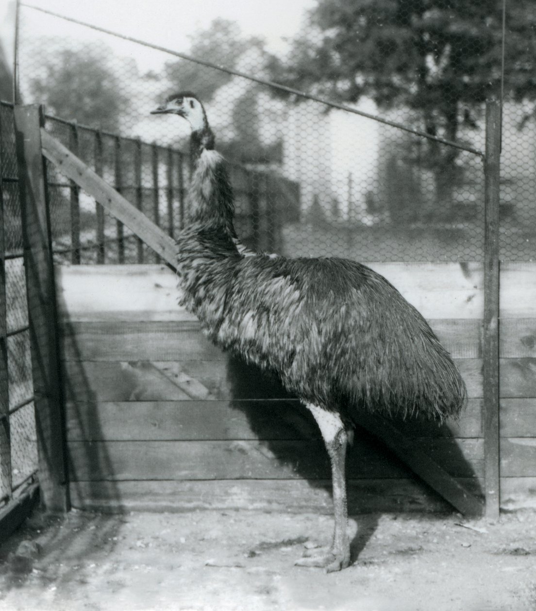Egy Emu a londoni állatkertben 1927 szeptemberében alkotó: Frederick William Bond
