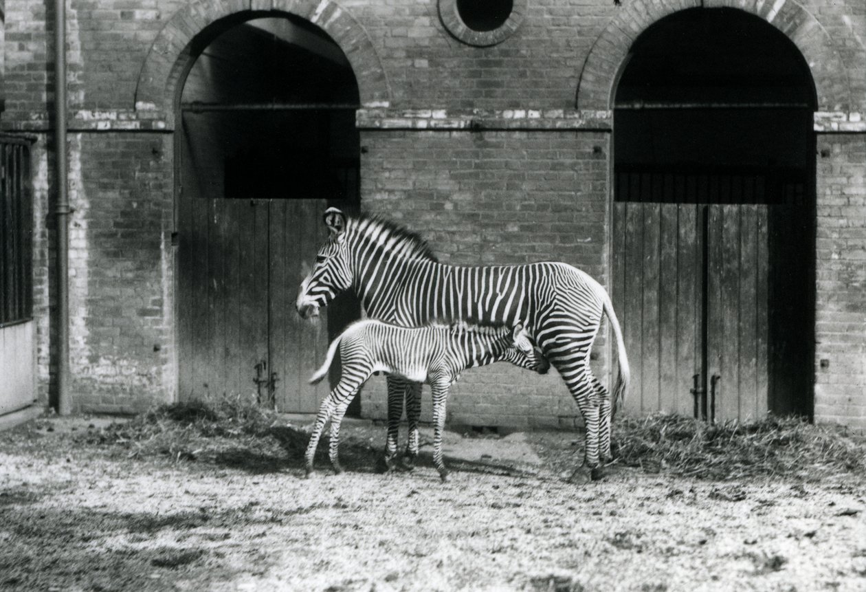 Egy veszélyeztetett Grevy birodalmi zebrája 1927 augusztusában a londoni állatkert karámjában áll és eteti 4 napos csikóját. alkotó: Frederick William Bond