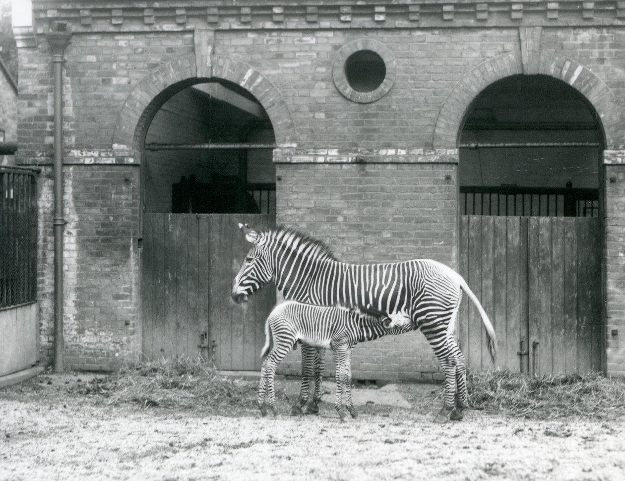 Egy veszélyeztetett Grevys Imperial Zebra állva eteti csikóját a londoni állatkert karámjában 1927-ben alkotó: Frederick William Bond