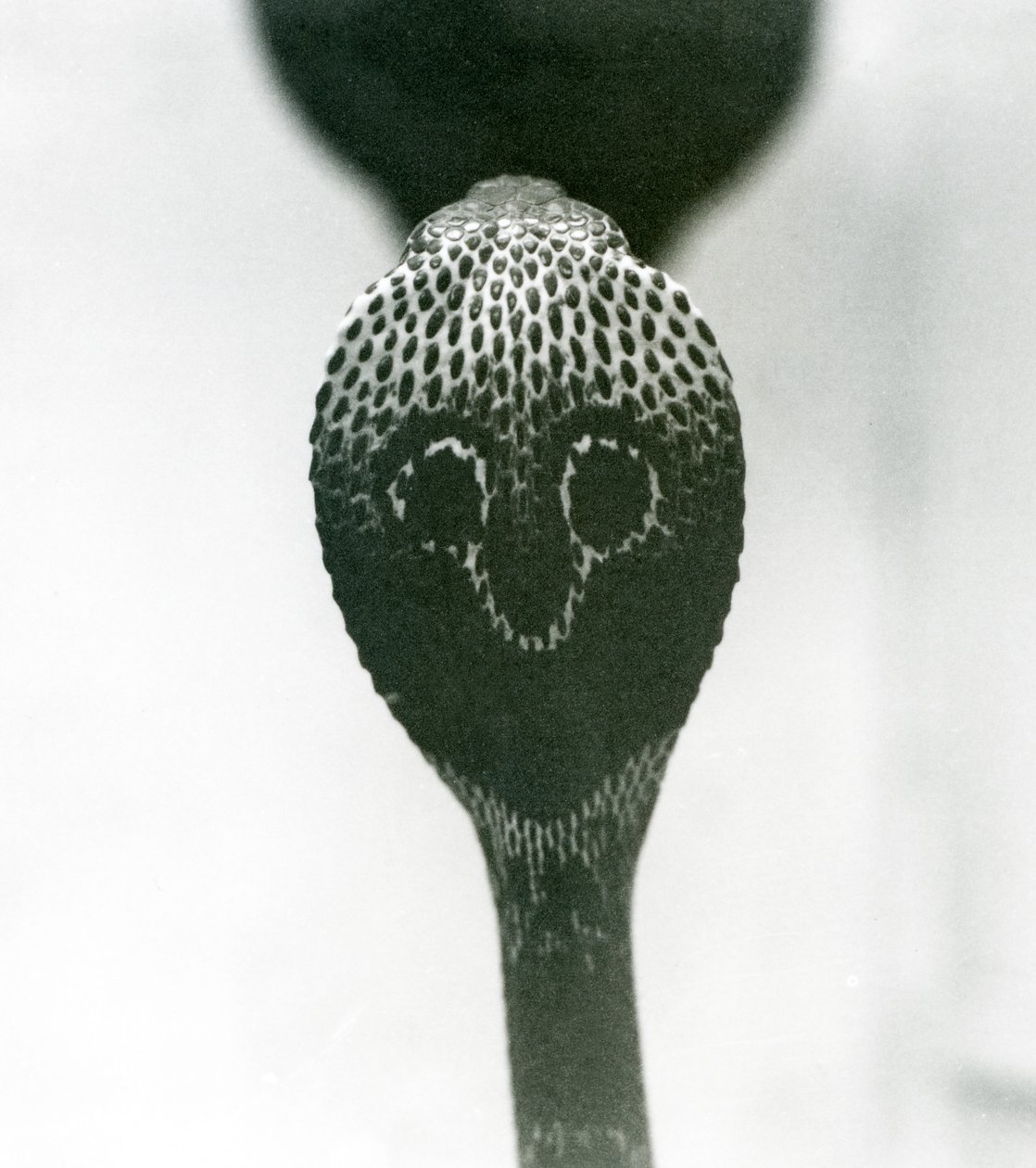 Egy indiai szemüveges ázsiai binocellás kobra emelt fejjel és kiszélesedő kapucnival, Londoni Állatkert, 1925. október alkotó: Frederick William Bond