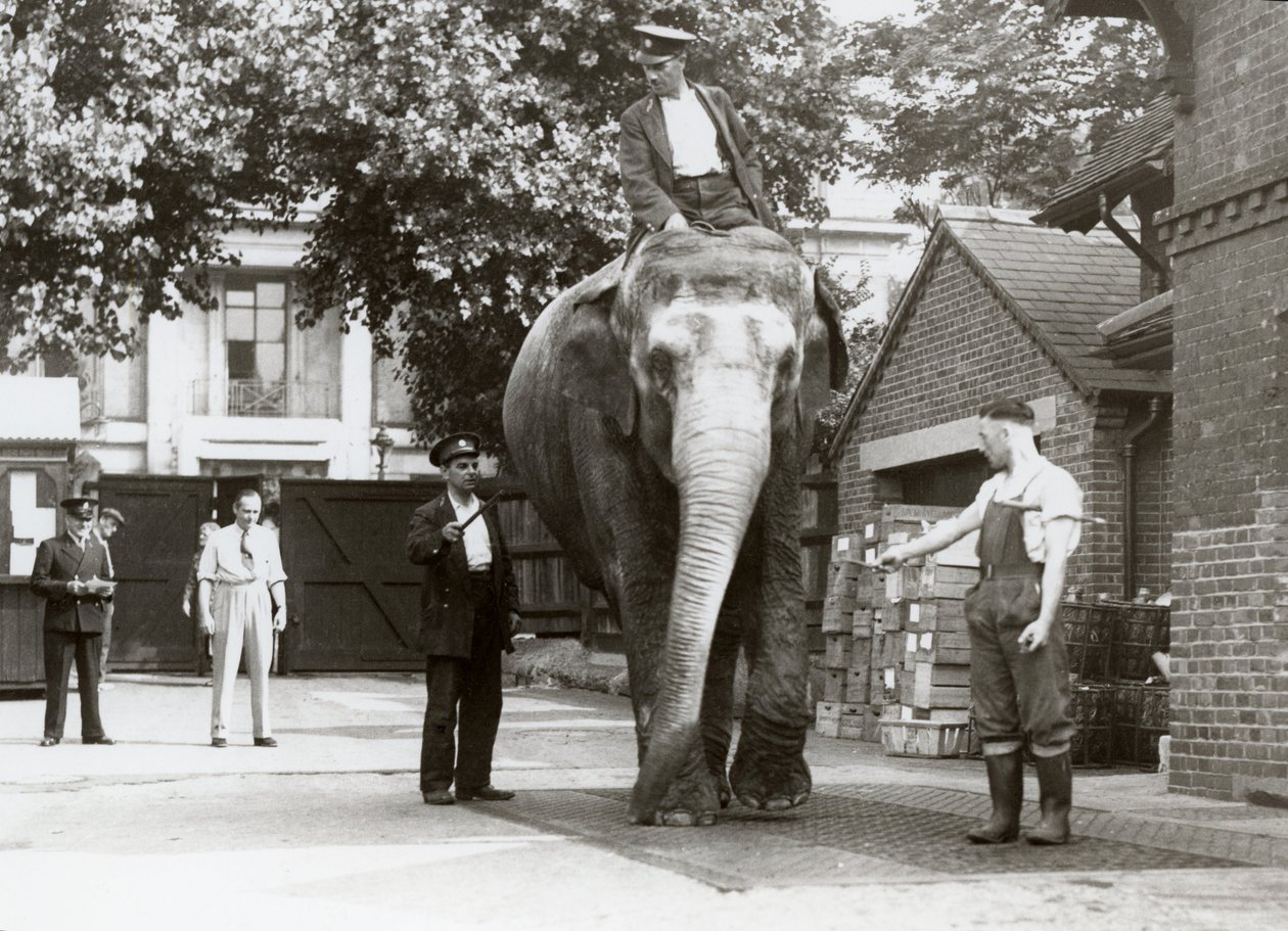 Egy indiai elefántot mérnek a londoni állatkert állattartói, 1935. augusztus alkotó: Frederick William Bond