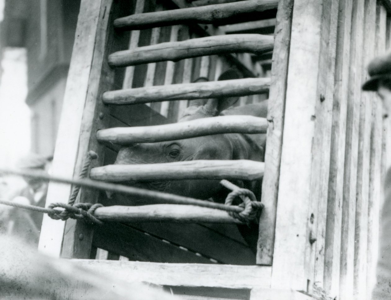 Egy indiai orrszarvú néz ki fa szállítóládájából, amikor 1924-ben megérkezik a londoni állatkertbe (f/w fotó) alkotó: Frederick William Bond